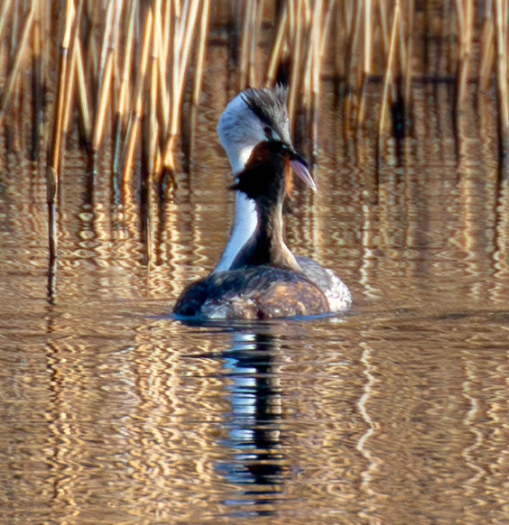Great Crested Grebe (doing partial dance) at Linlithgow Loch 18 March 2026. One Grebe in Breeding plumage and one in winter plumage, which is very odd.