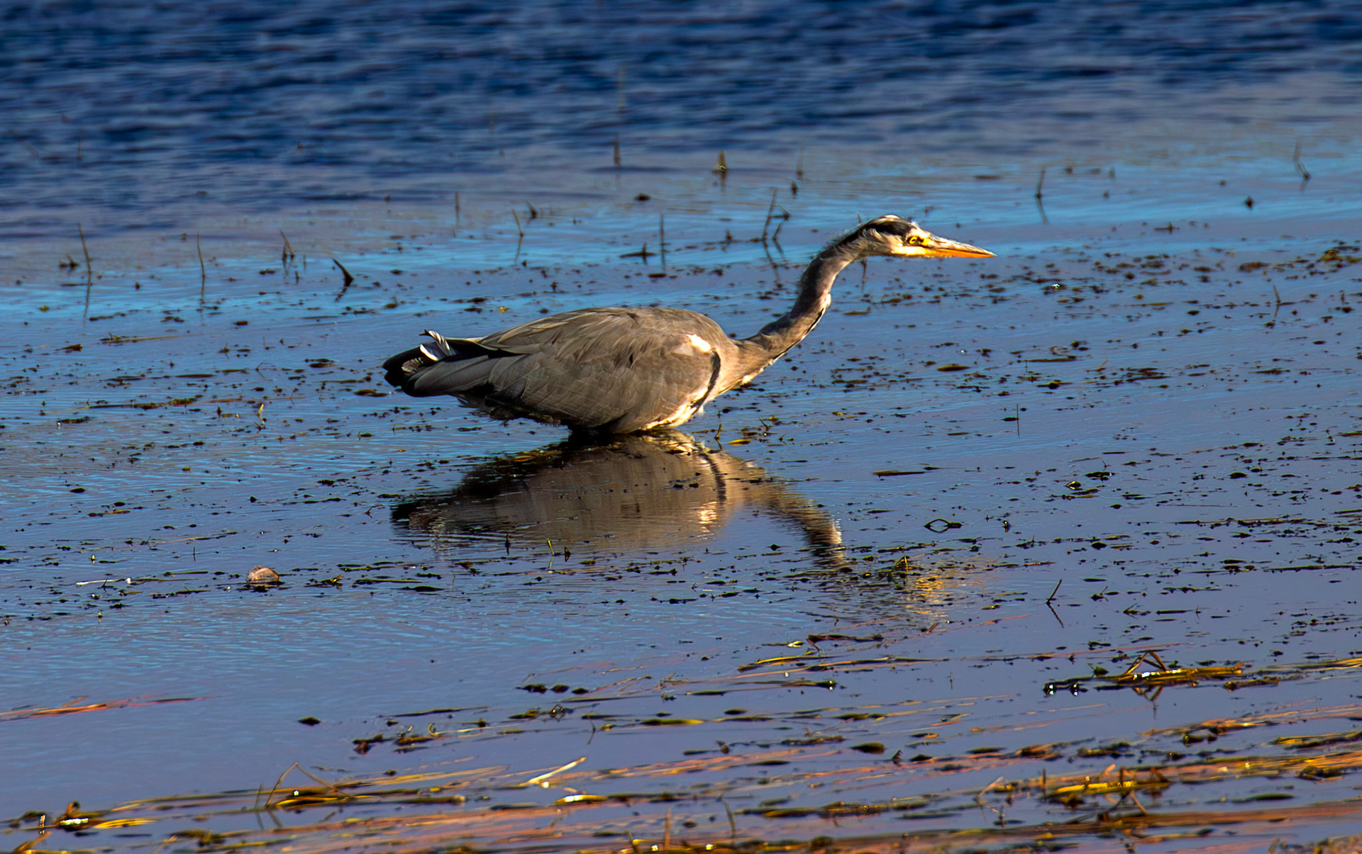 Grey Heron - Harperrig Reservoir 17 September 2024