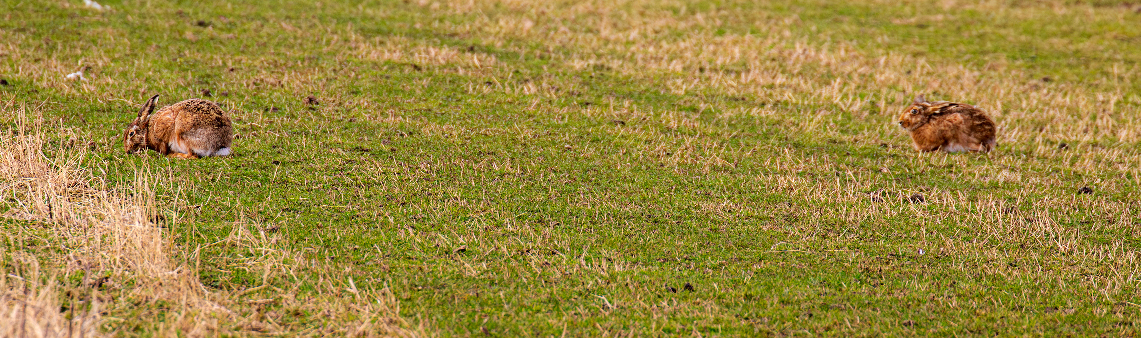 Brown Hare: The Island of Islay 04 March 2025