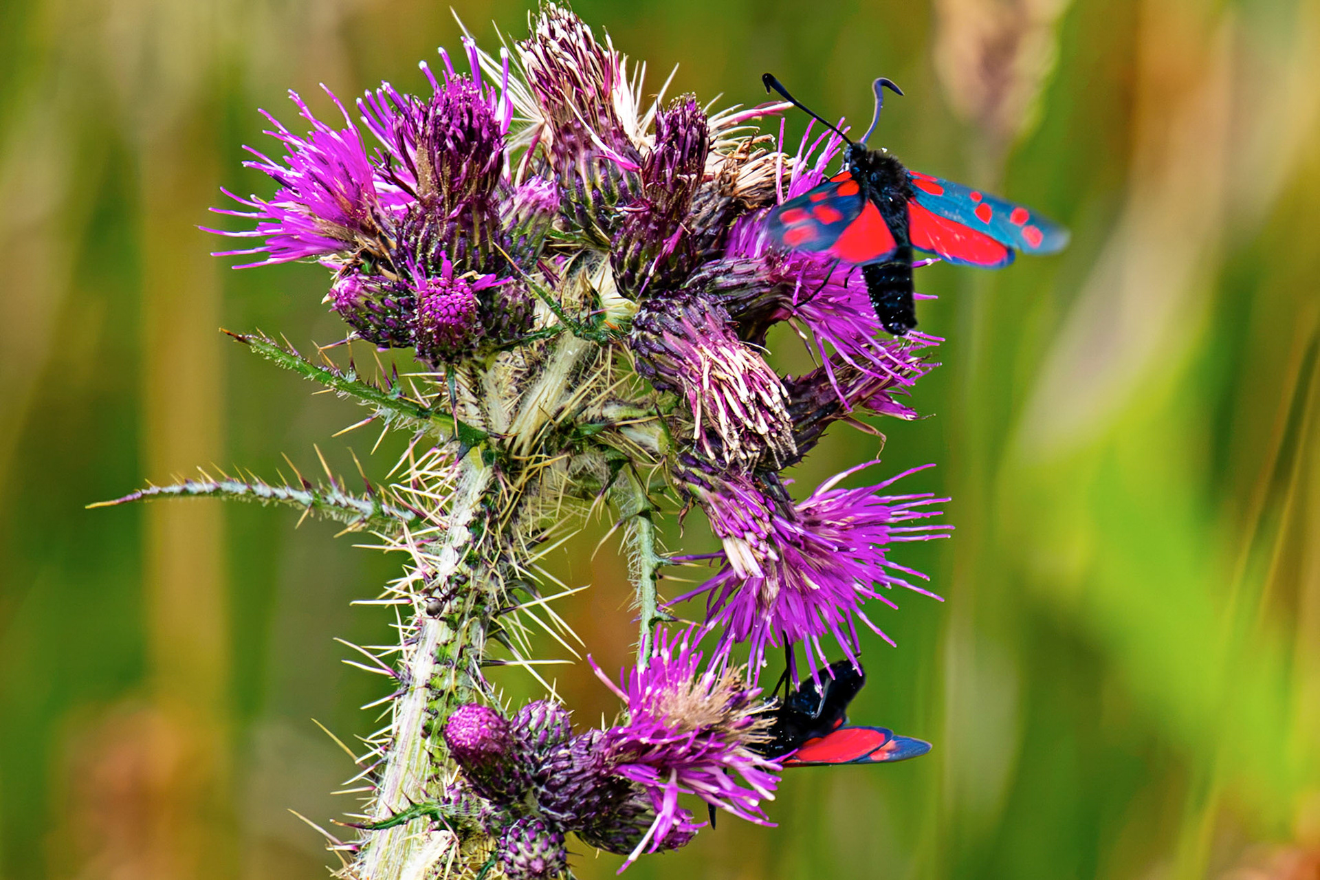 Six-spot burnet moth (Zygaena filipendulae) - Harperrig 14 July 2026