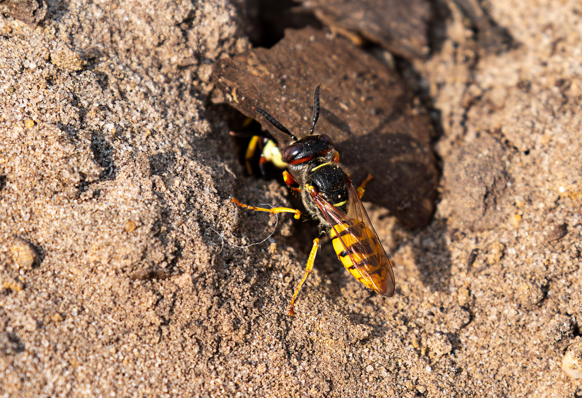 The European beewolf (Philanthus triangulum) Slough 05 August 2025