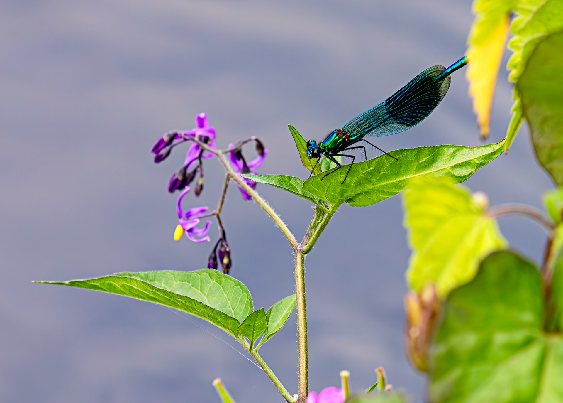 Beautiful Demoiselle (Calopteryx virgo) River Itchen Mansbridge 26 July 2025