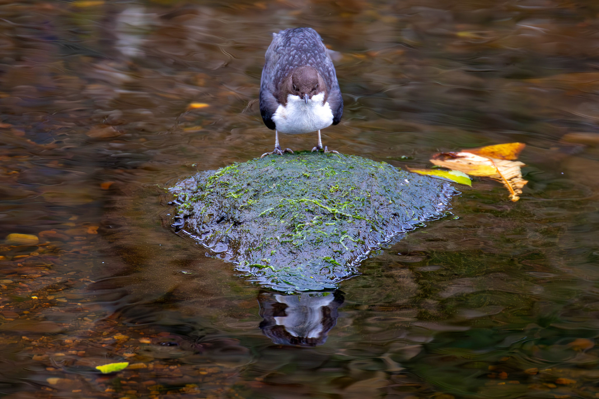 Largs 08 October 2024