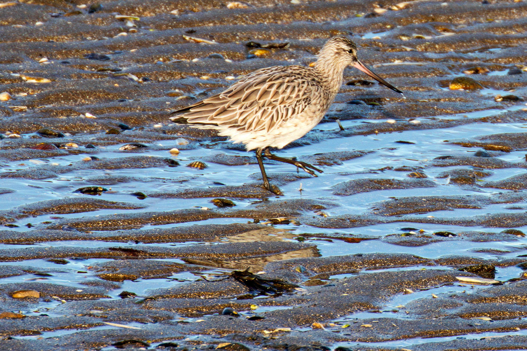 Port Seton 18 November 2024