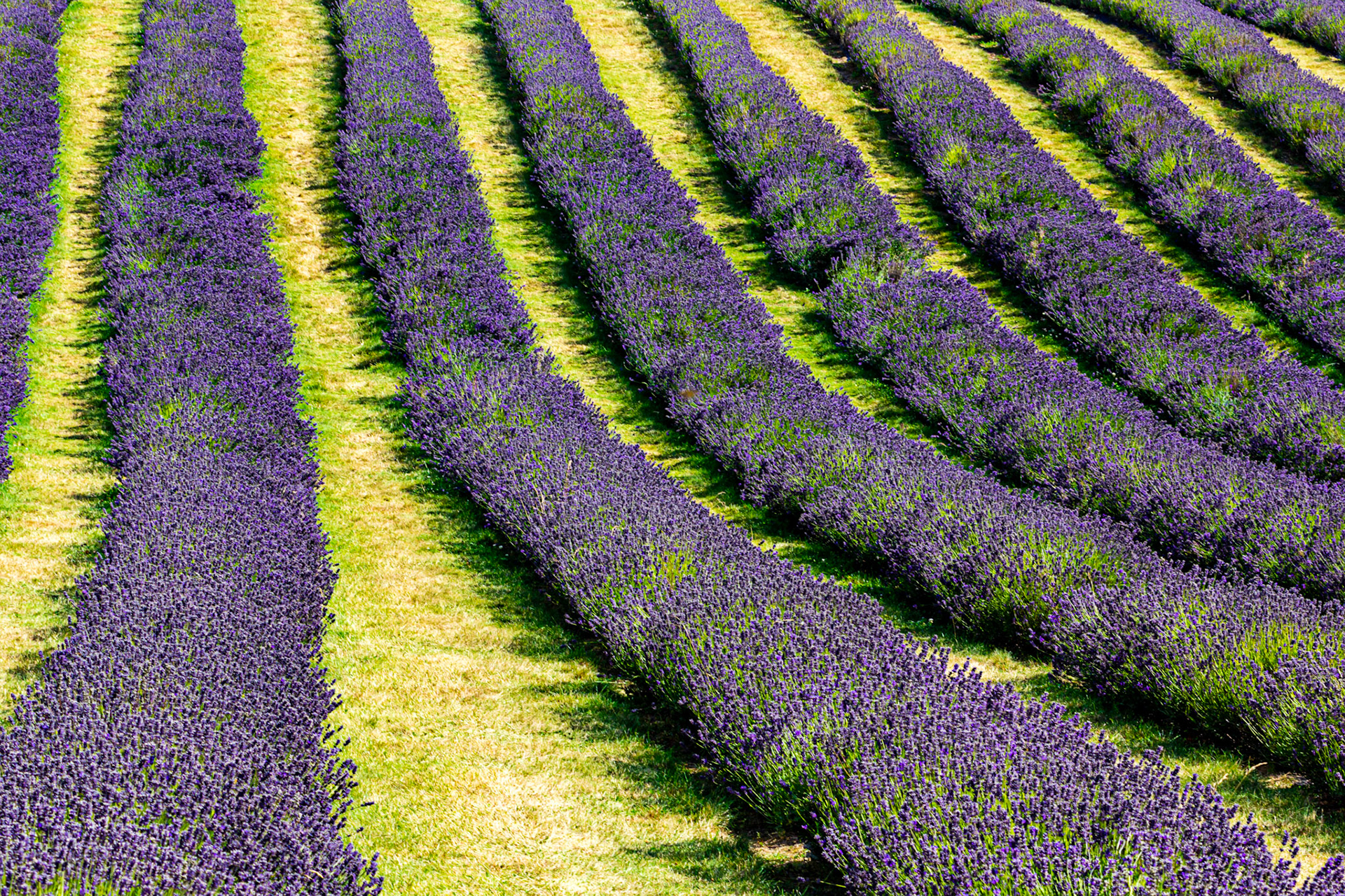I spent an amazing few hours at Scottish Lavender Oils. They are so dedicated to nature and not to profit!