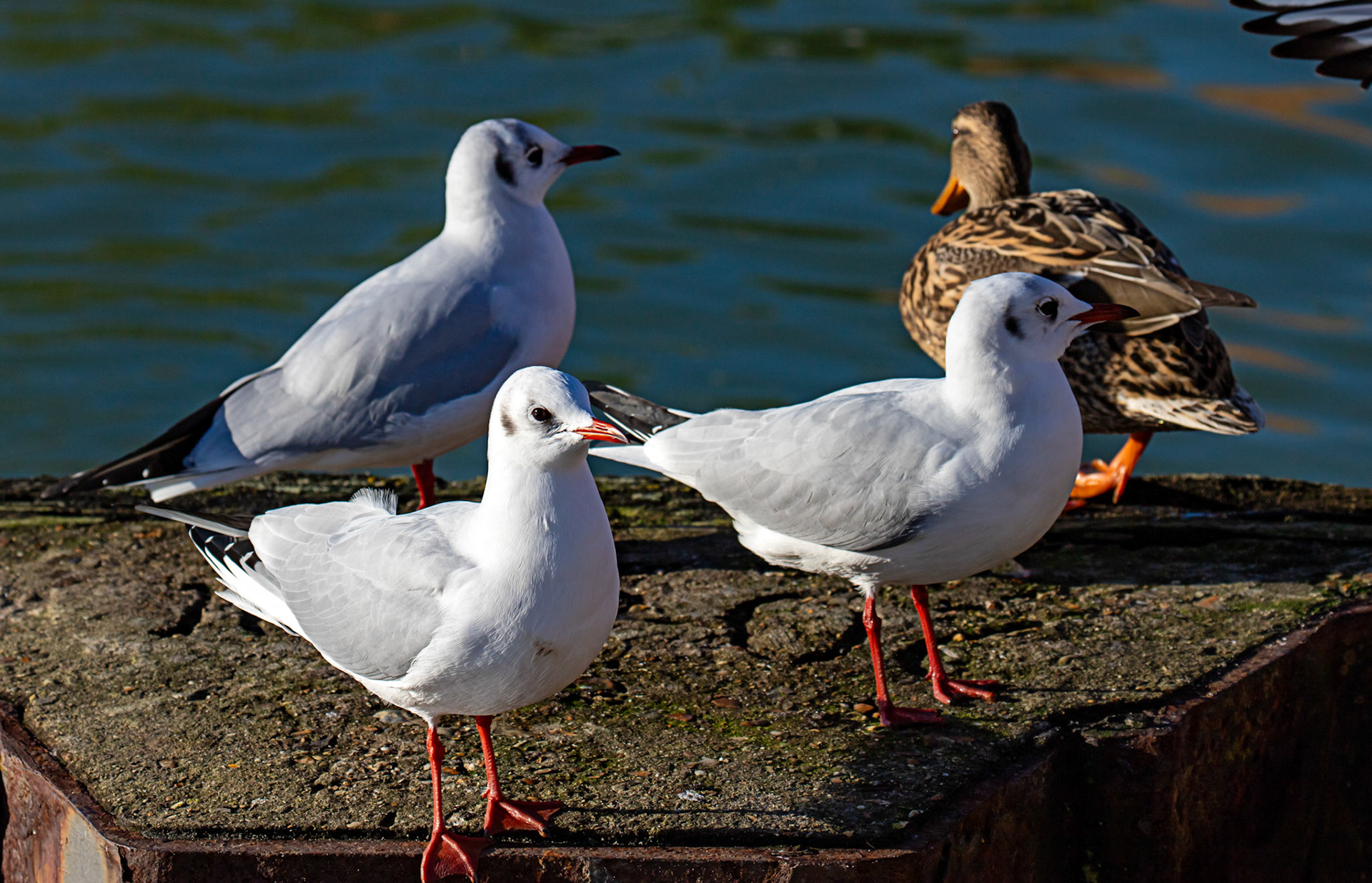 Black headed gulls at Titchfield Haven 02 January 2025