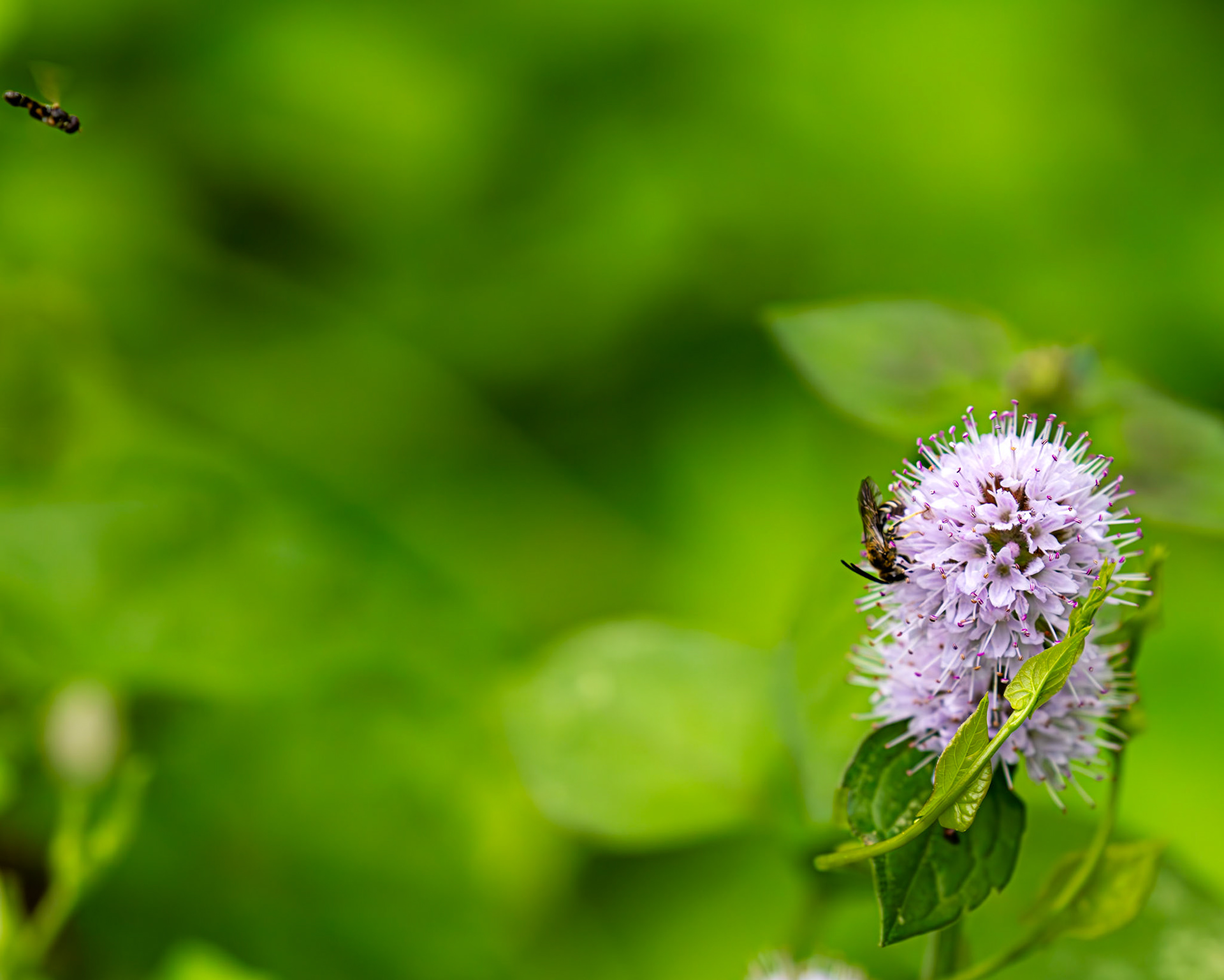 Orange-legged Furrow Bee (Halictus rubicundus) Barge Canal Romsey 26 July 2025