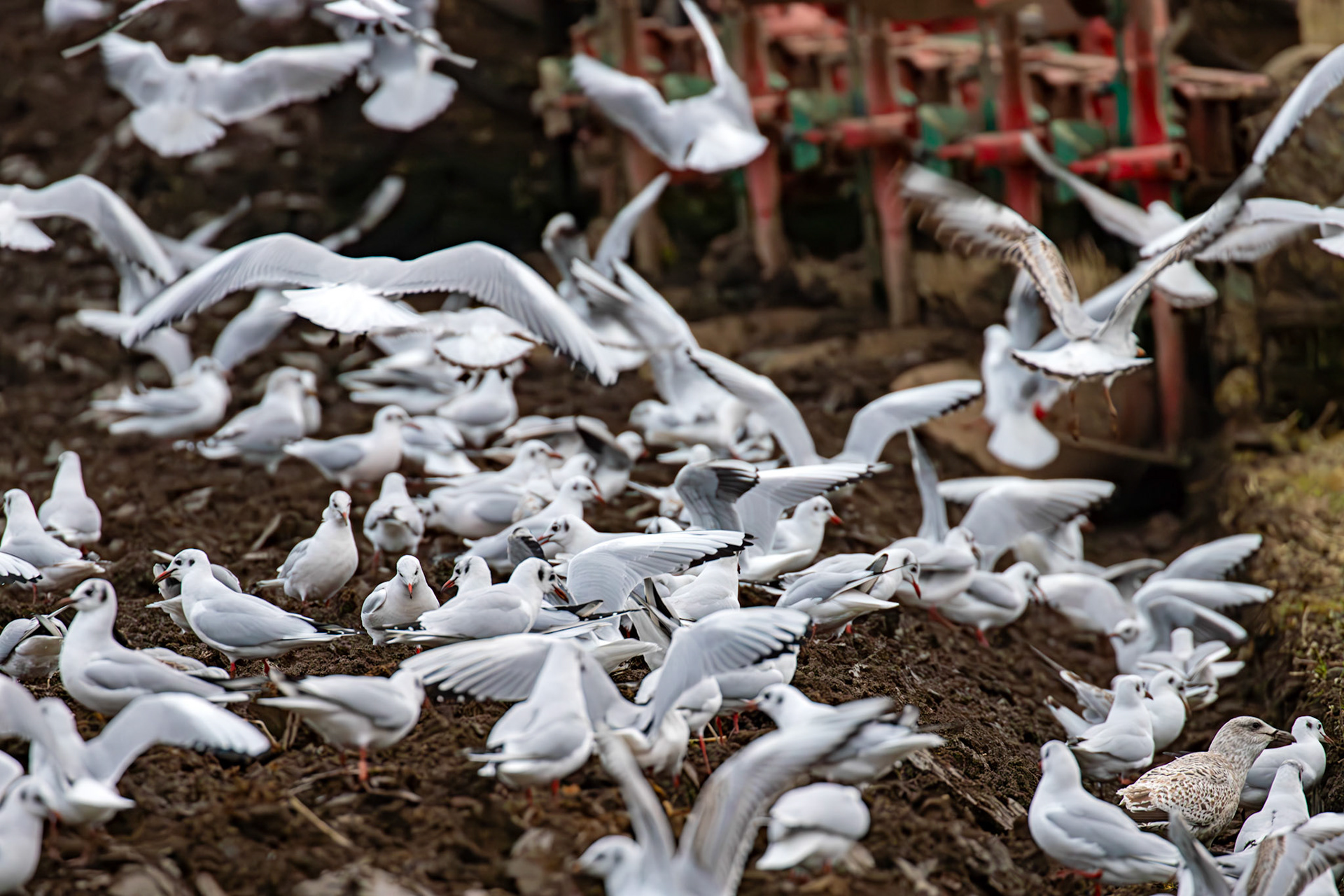 271 Black-Headed Gulls &amp; Herring Gulls. Ploughing at Niddry Castle 04 December 2024