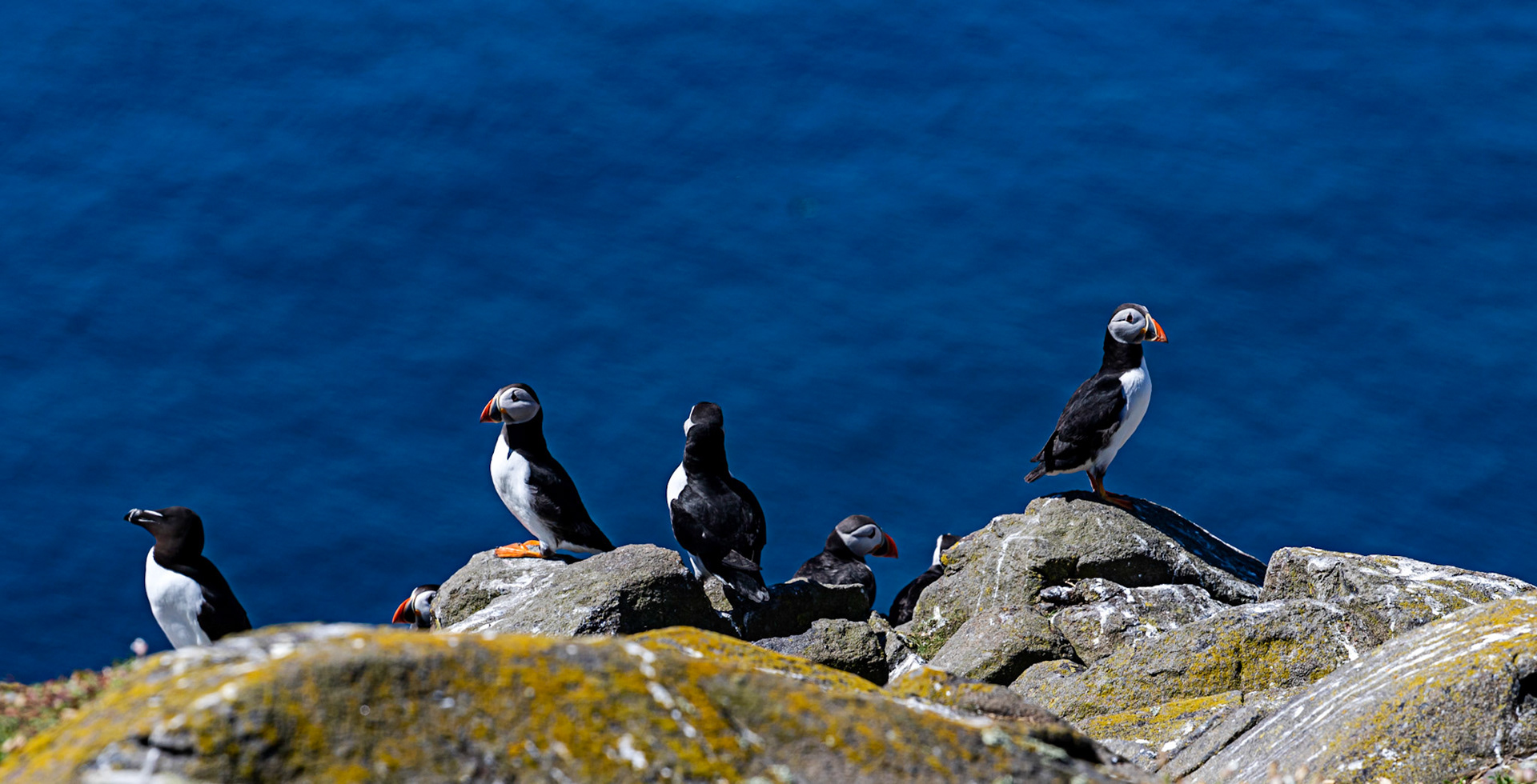 Puffin - Isle of May - 04 June 2022