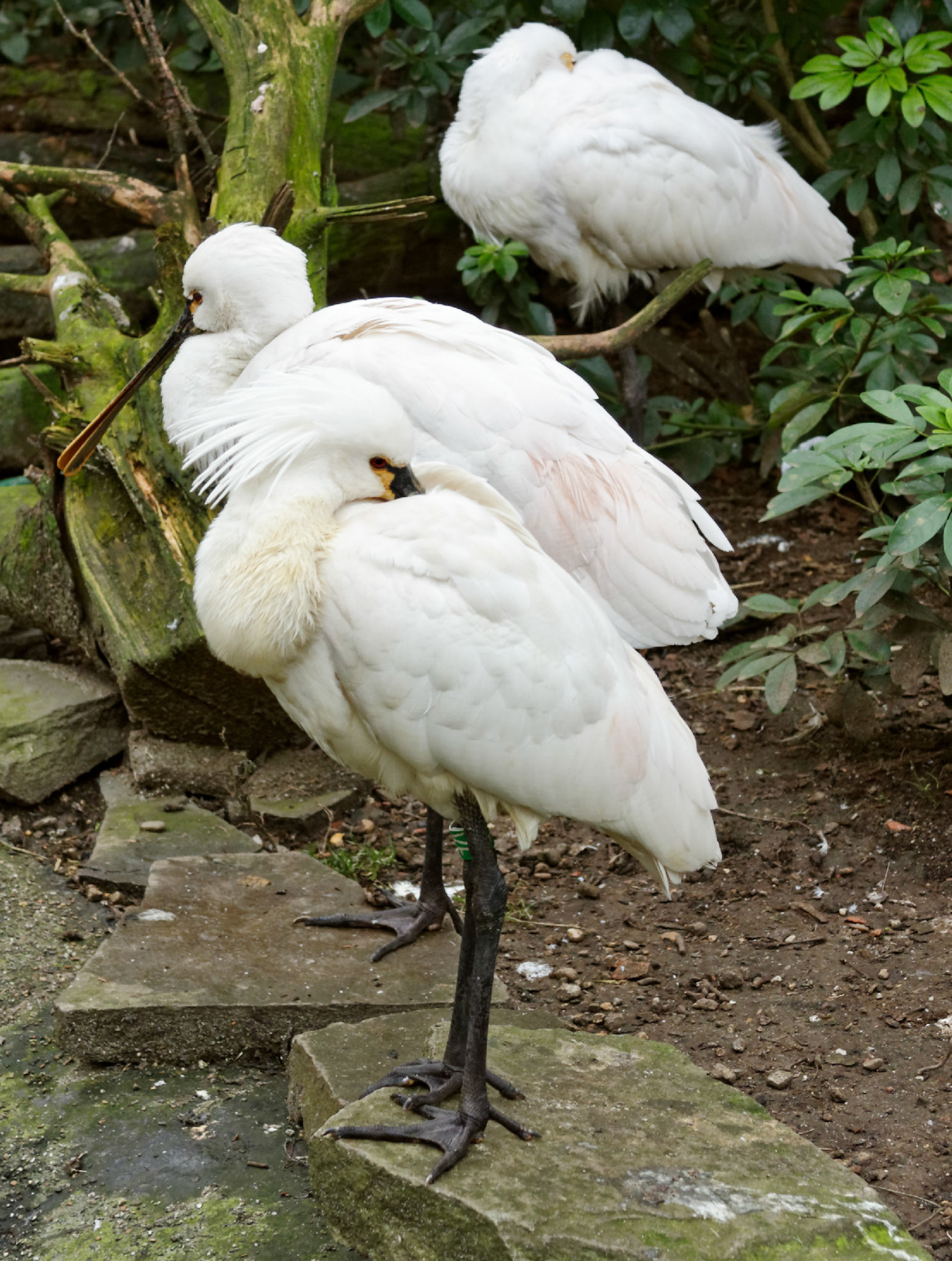 AntwerpPlease see my other Photographs at: http://www.jamespdeans.co.uk/