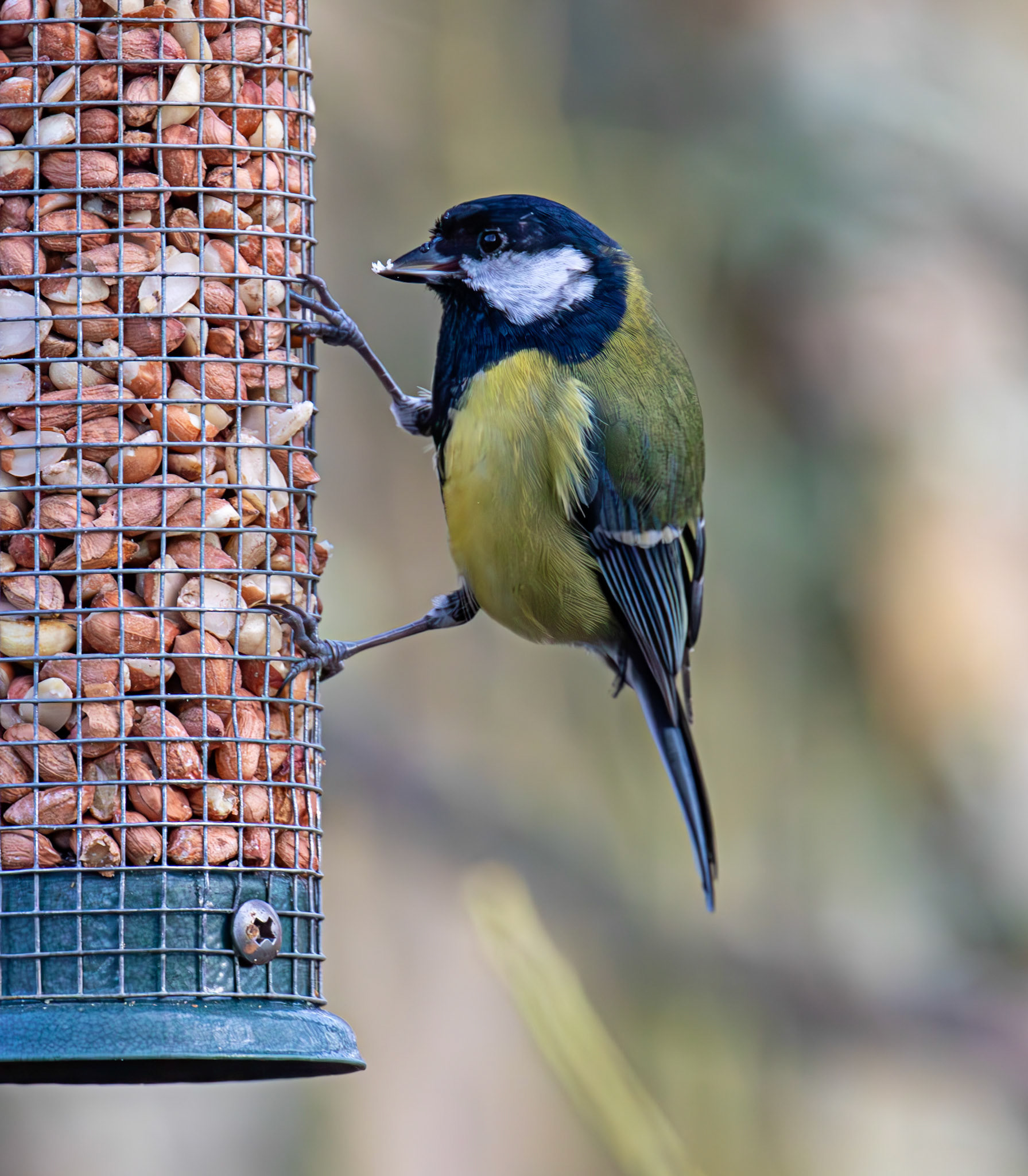 Great Tit - Bavelaw Marsh 16 January 2026