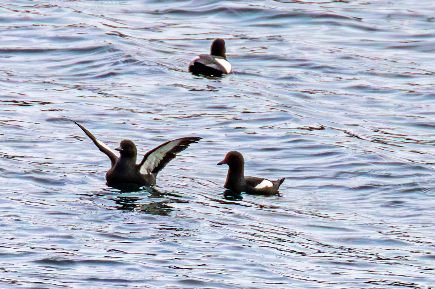 Black Guillemots on East Loch Tarbert 05 March 2025