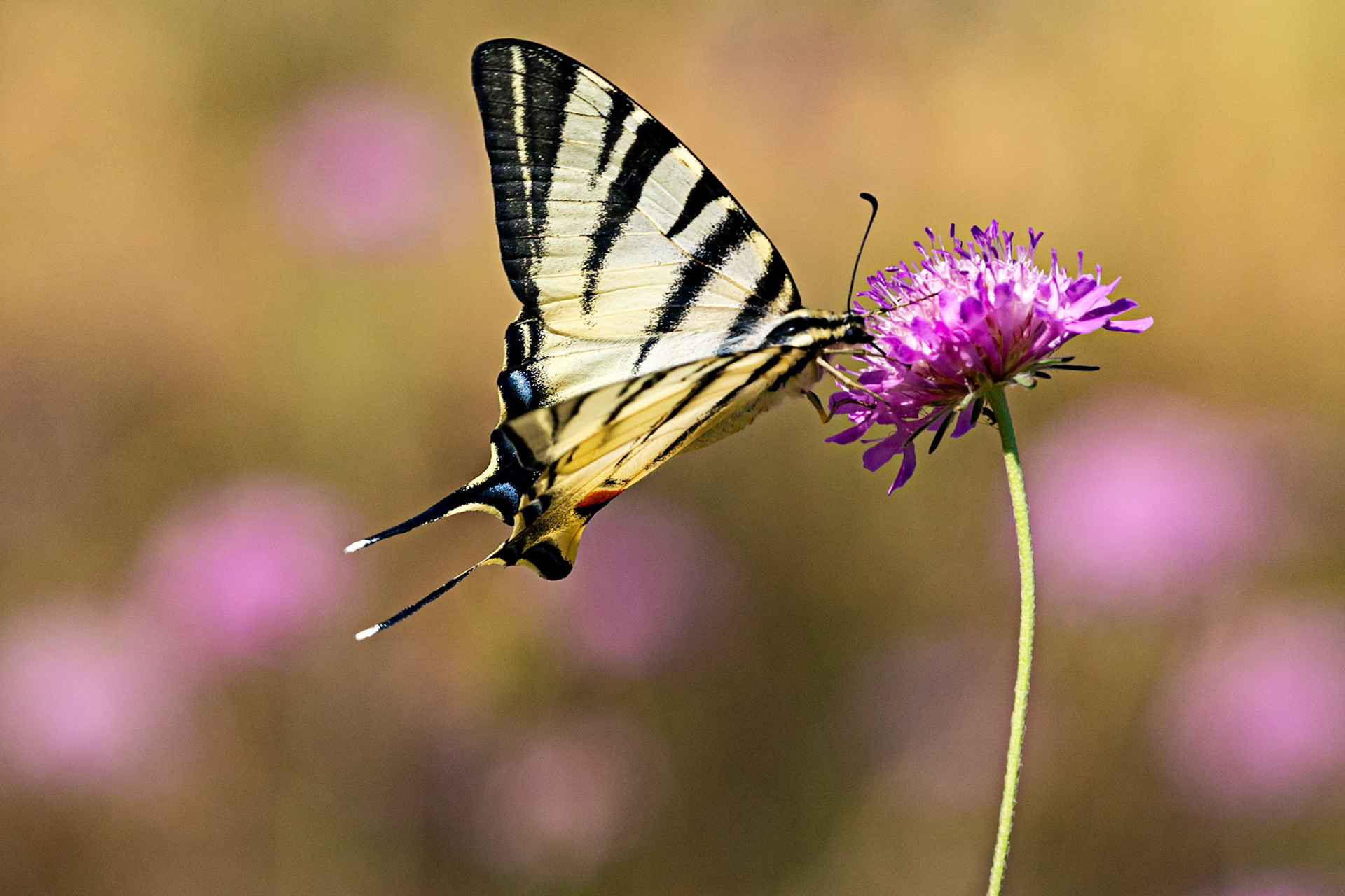 Monteriggioni 22 June 2024