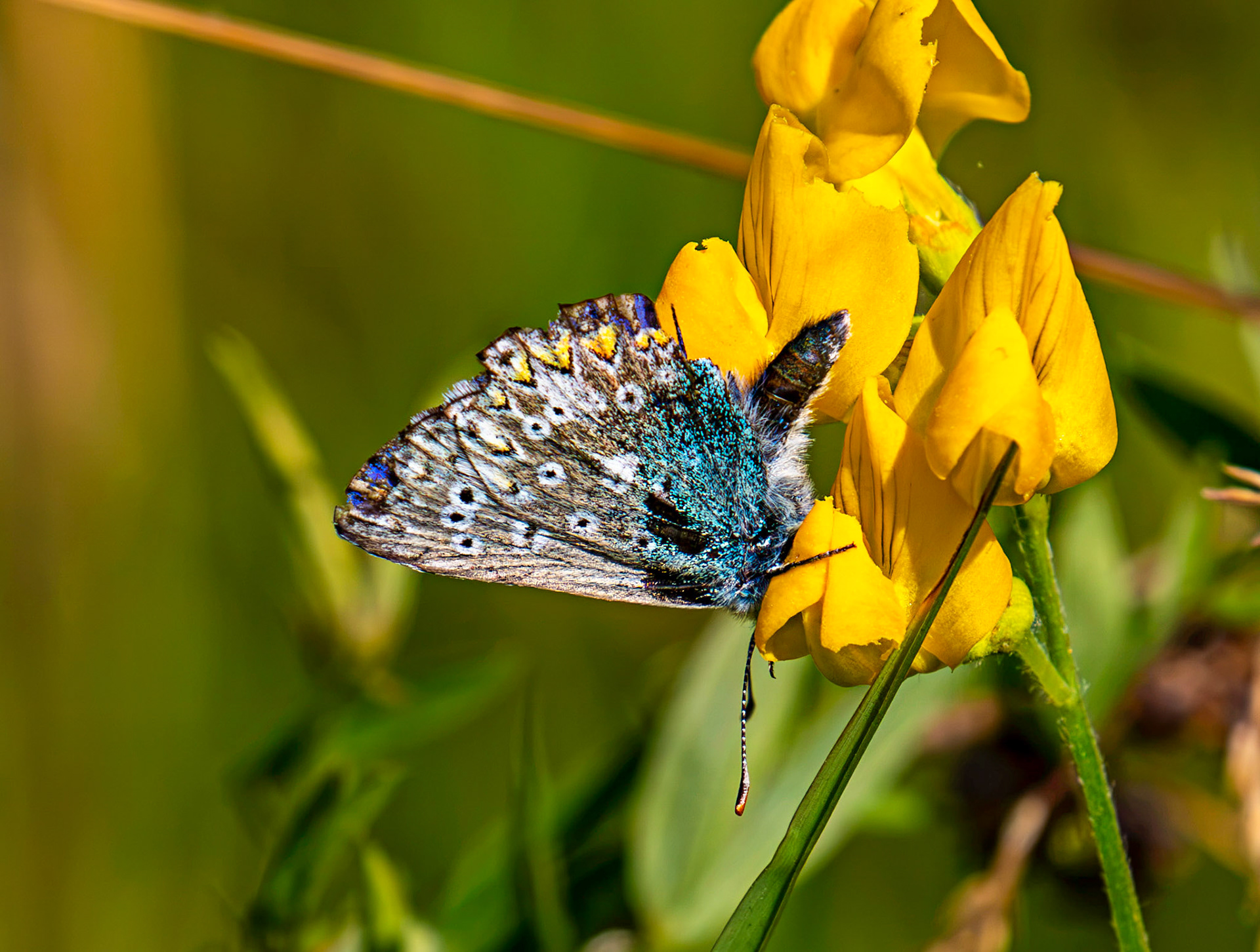 Common Blue - Harperrig Reservoir 20 July 2026