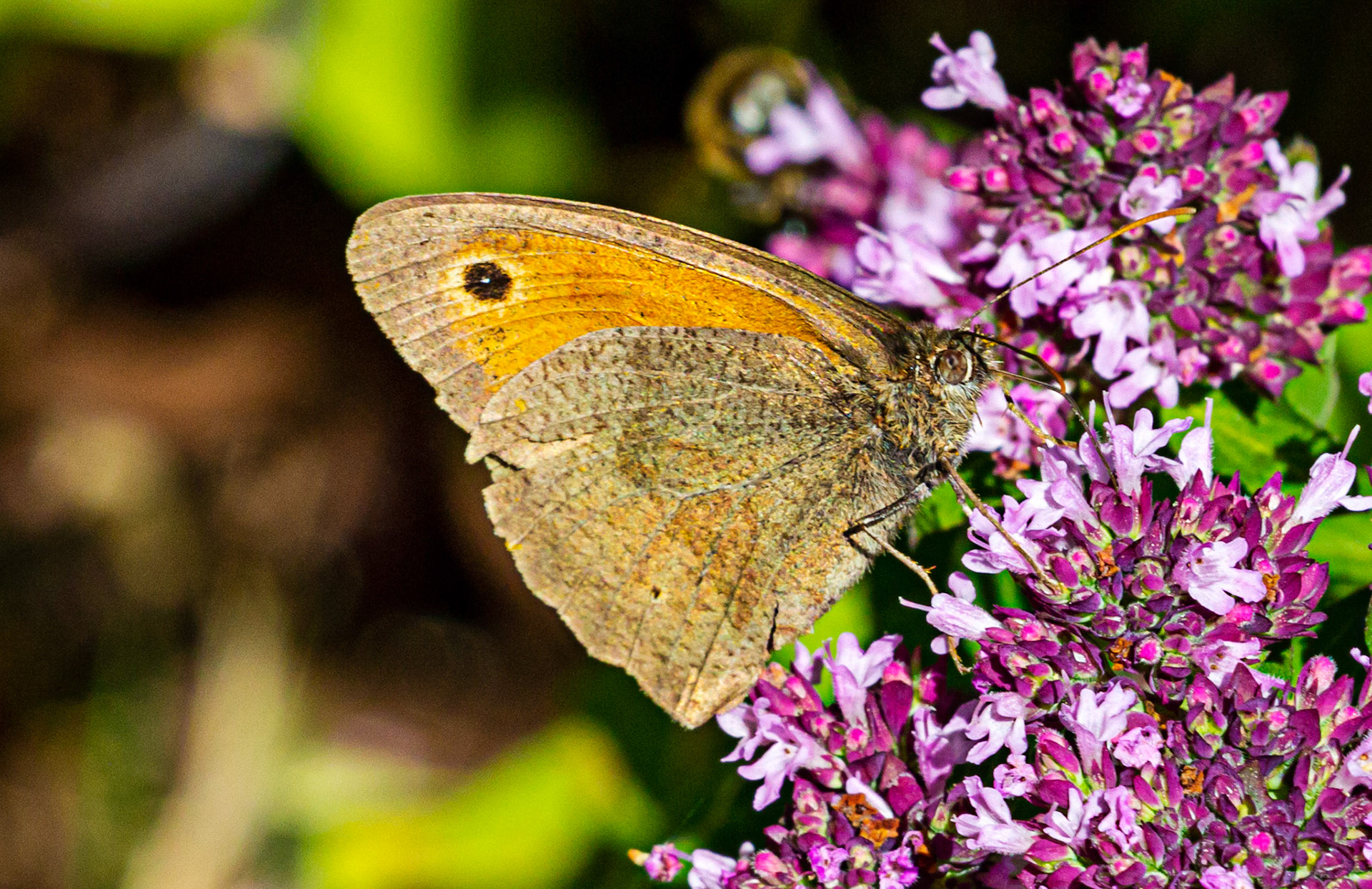 Mottistone IOW 16 July 2022