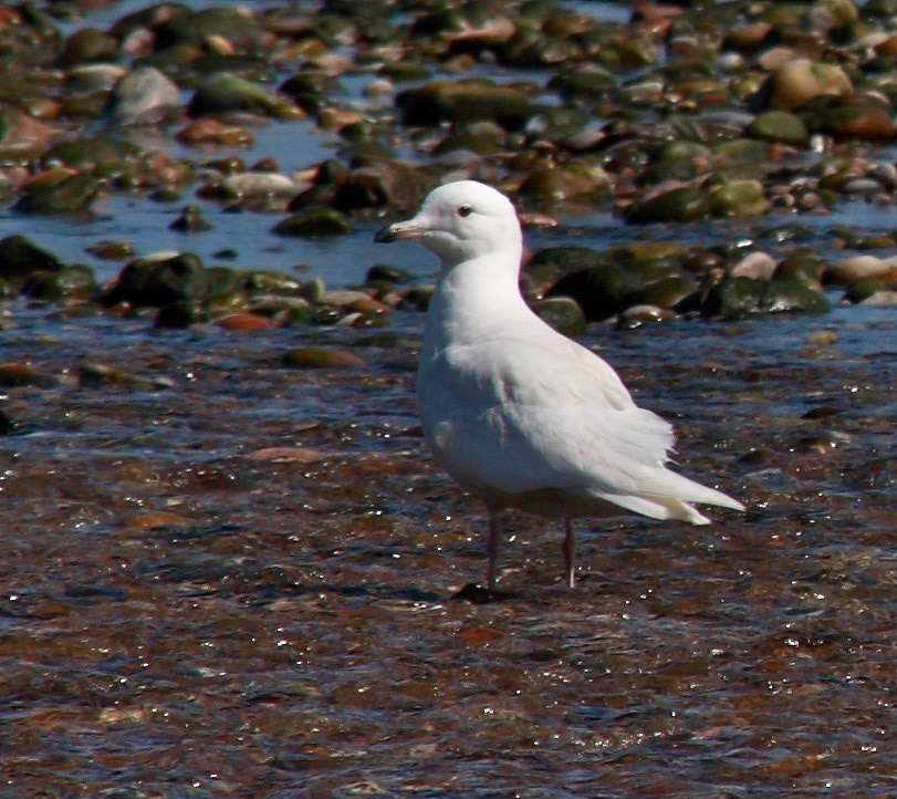 First Summer Iceland Gull on Stonehaven beach.