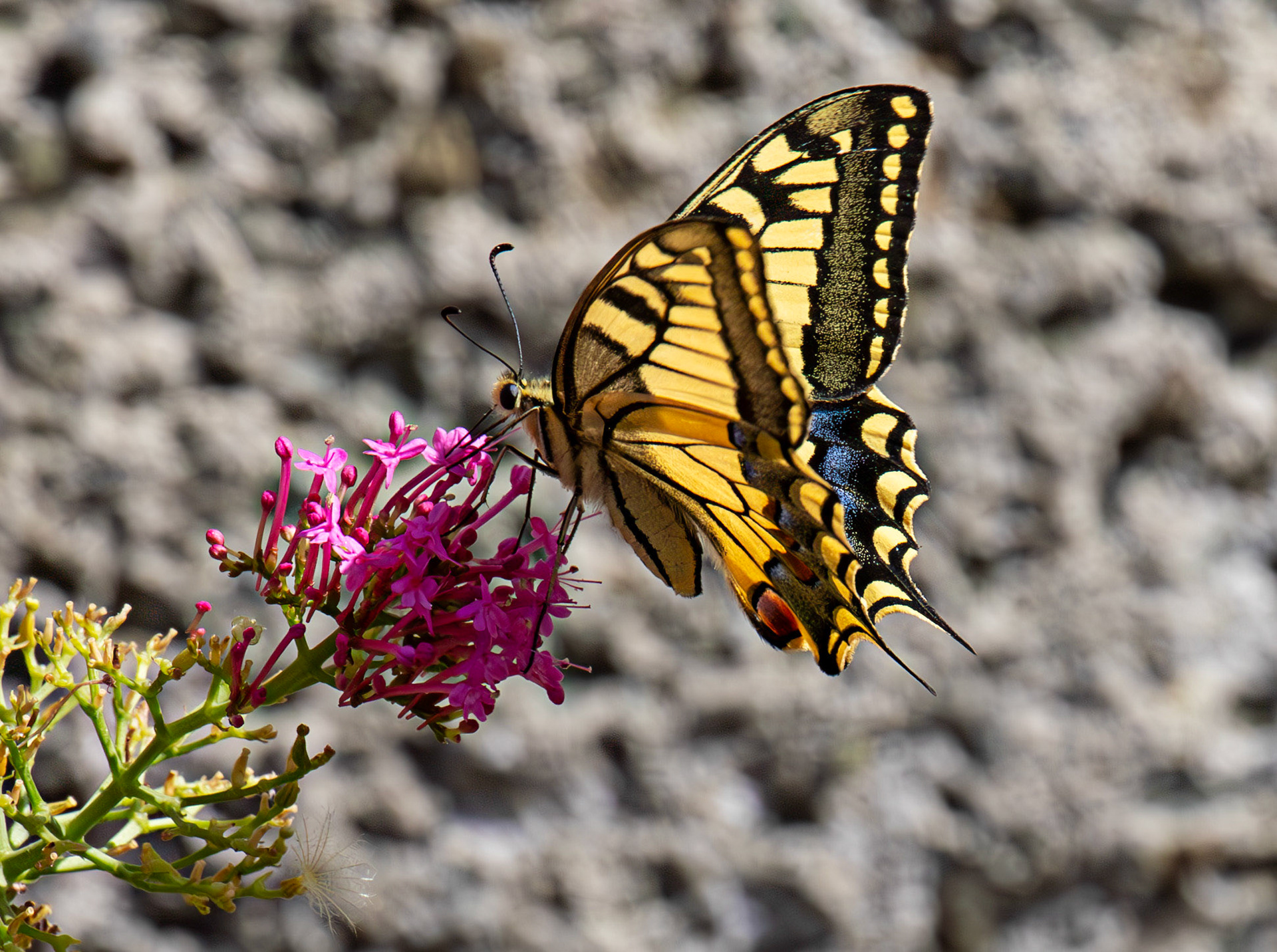 Swallowtail Butterfly - Riomaggiore 06 Sept 2025