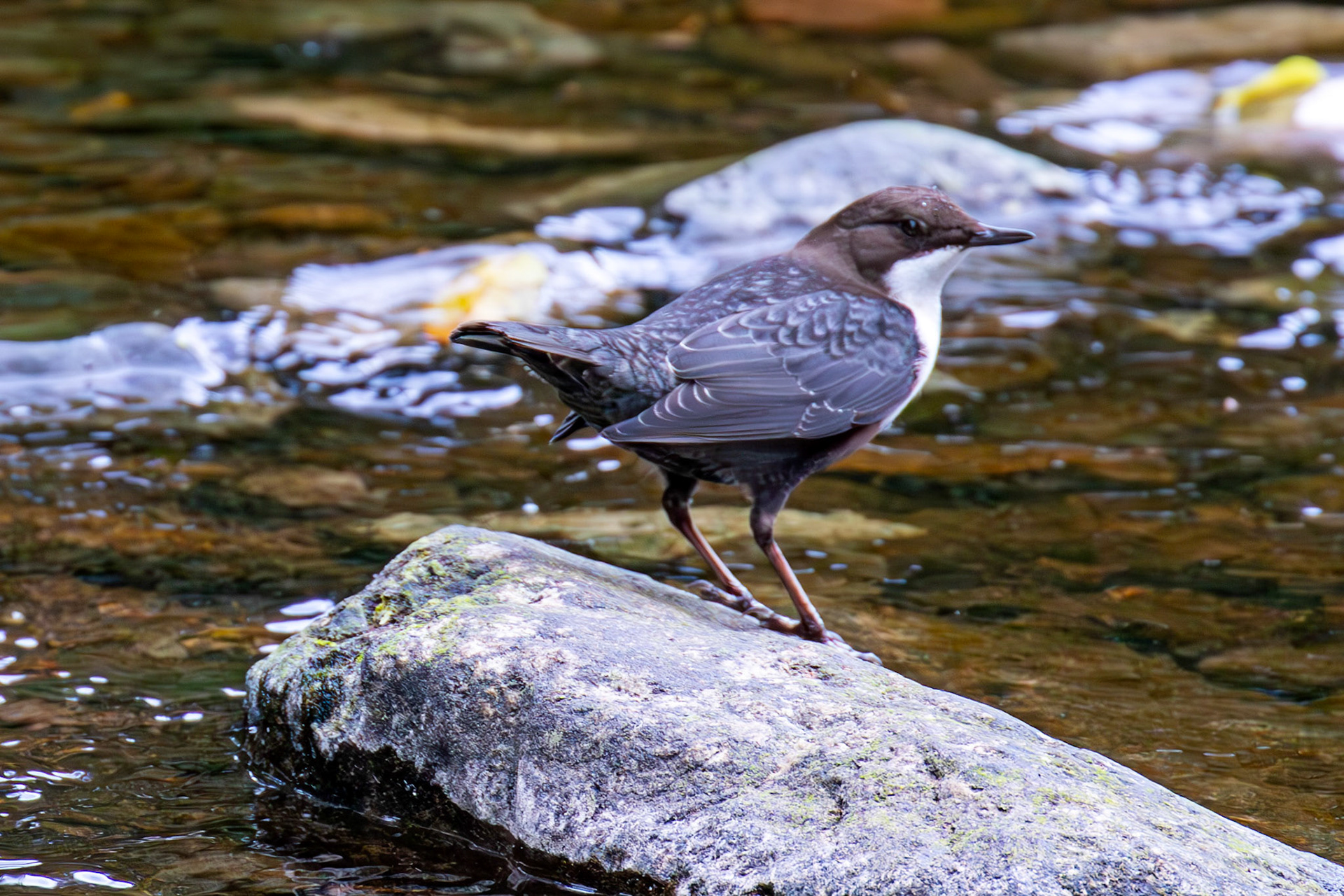 Largs 08 October 2024