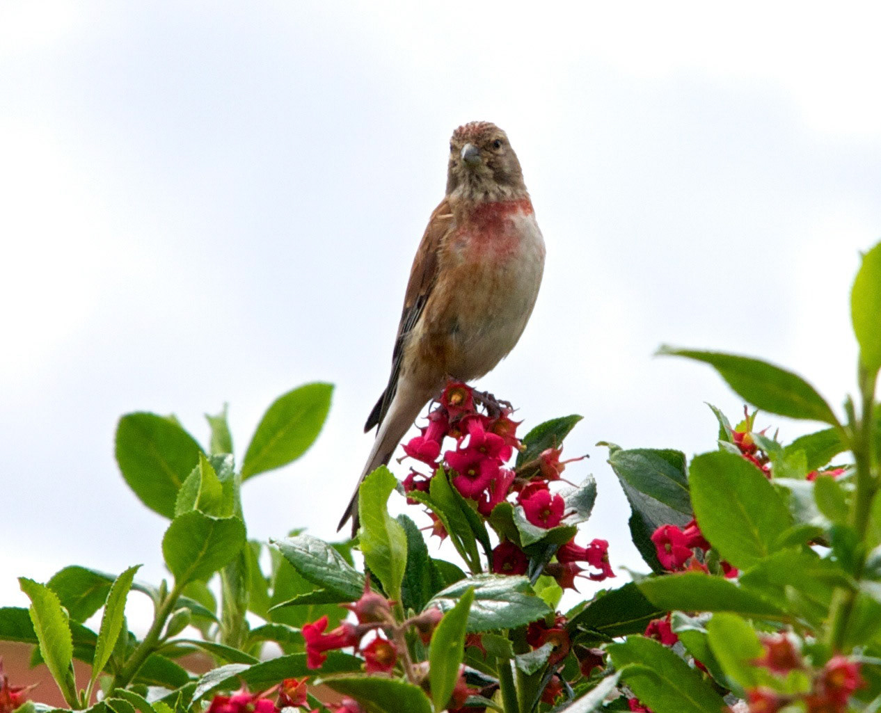 DunbarPlease see my other Photographs at: http://www.jamespdeans.co.uk/