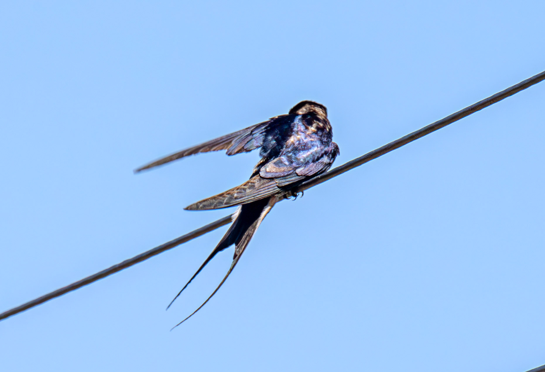 Swallow at Harperrig 17 May 2025
