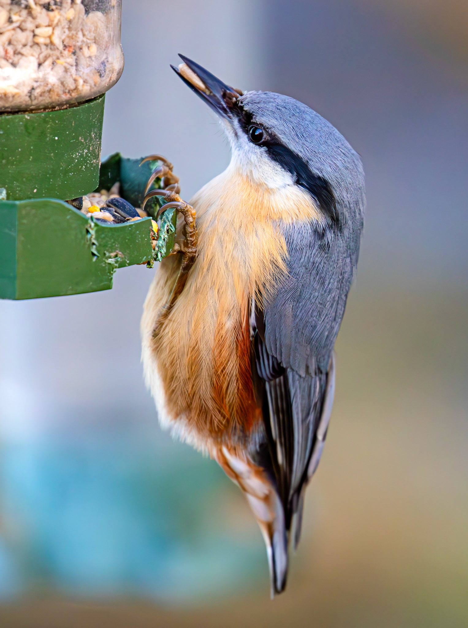 Nuthatch at Bavelaw 30 January 2025