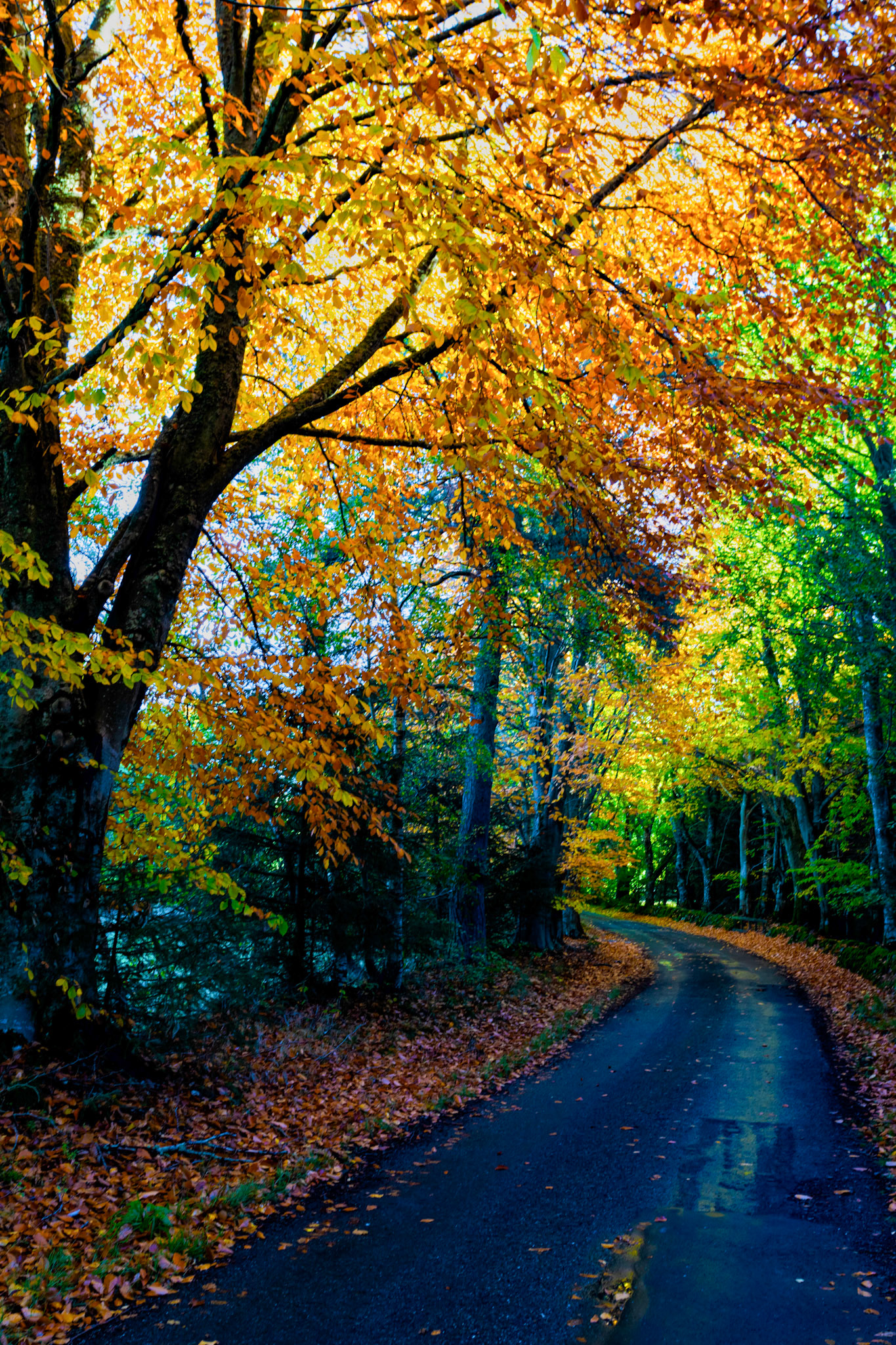 Autumn in Aberdeenshire 14 to 16 October 2022