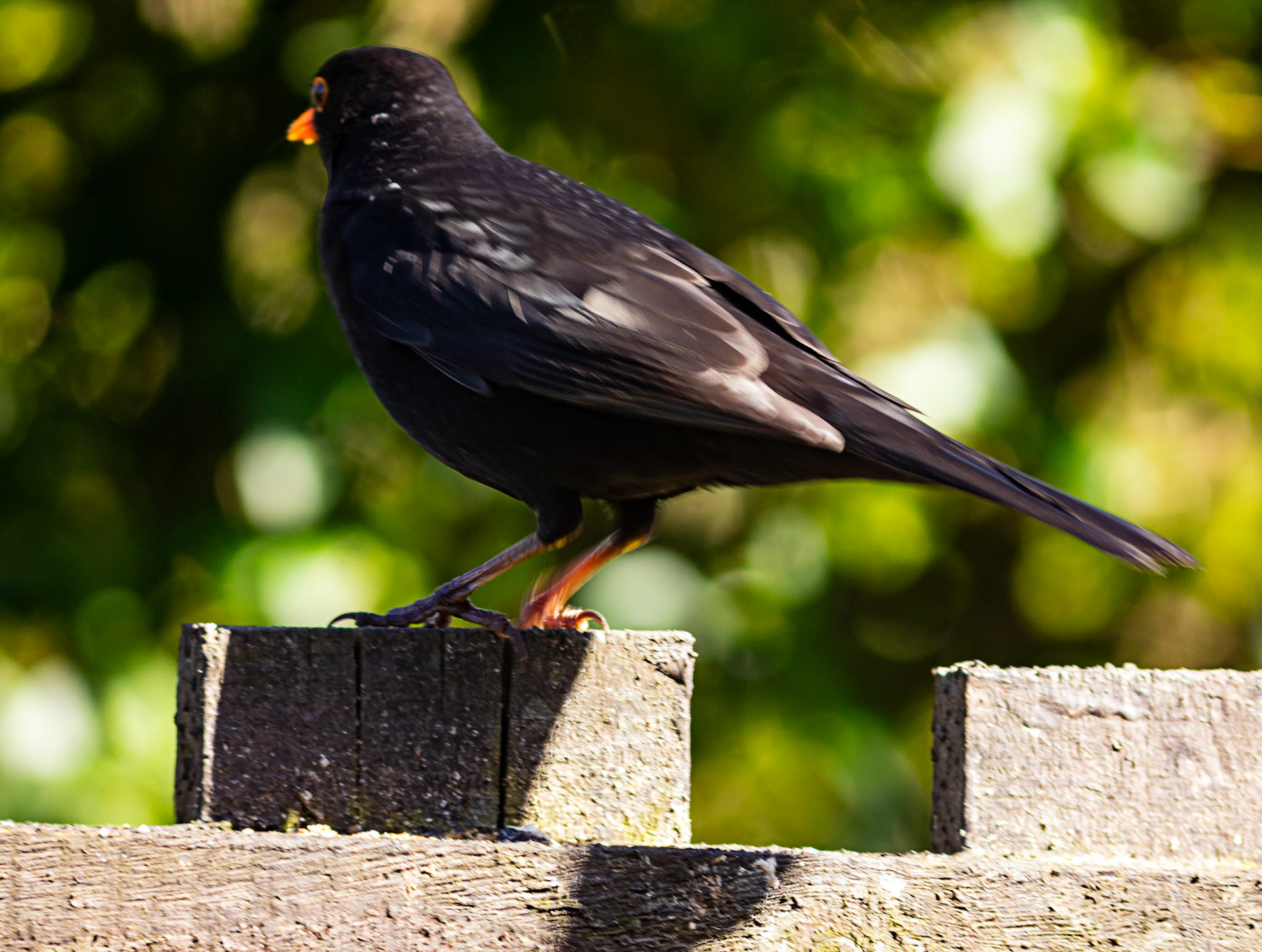 Blackbird in Kilwinning 30 March 2024