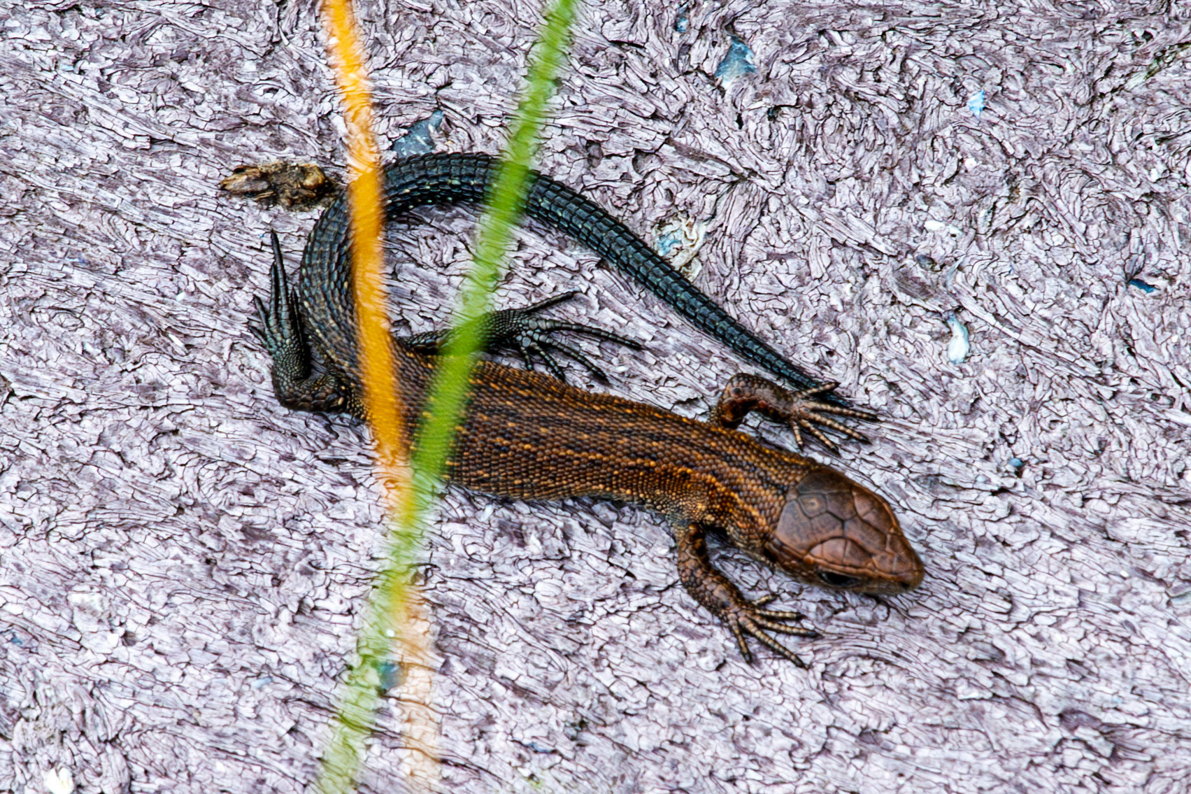 Flanders Moss 06 August 2024