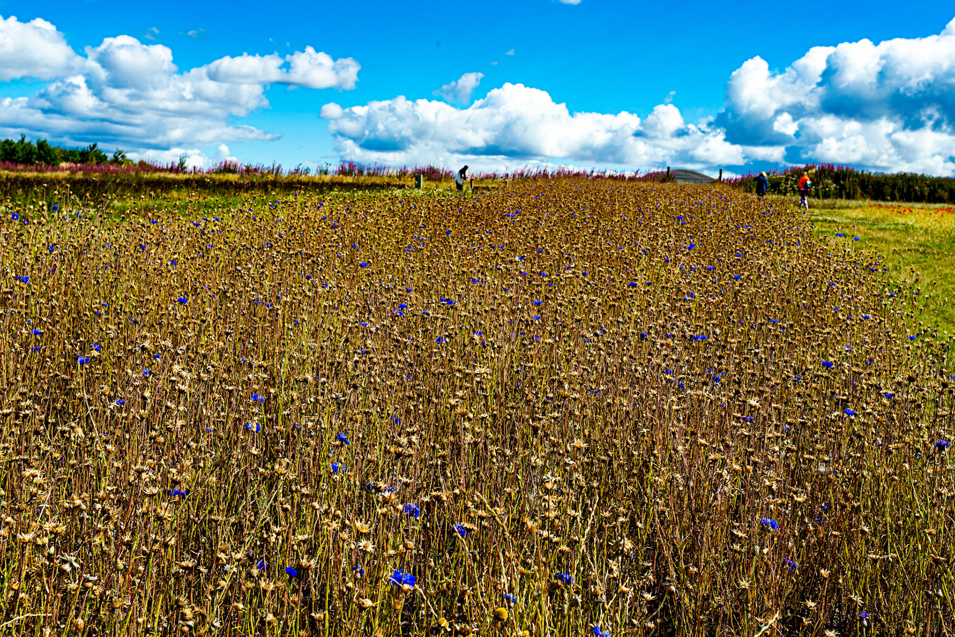 I spent an amazing few hours at Scottish Lavender Oils. They are so dedicated to nature and not to profit!