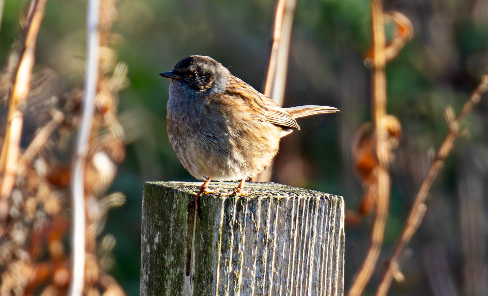 Dunnock, New Lagoon Musselburgh 18 November 2024