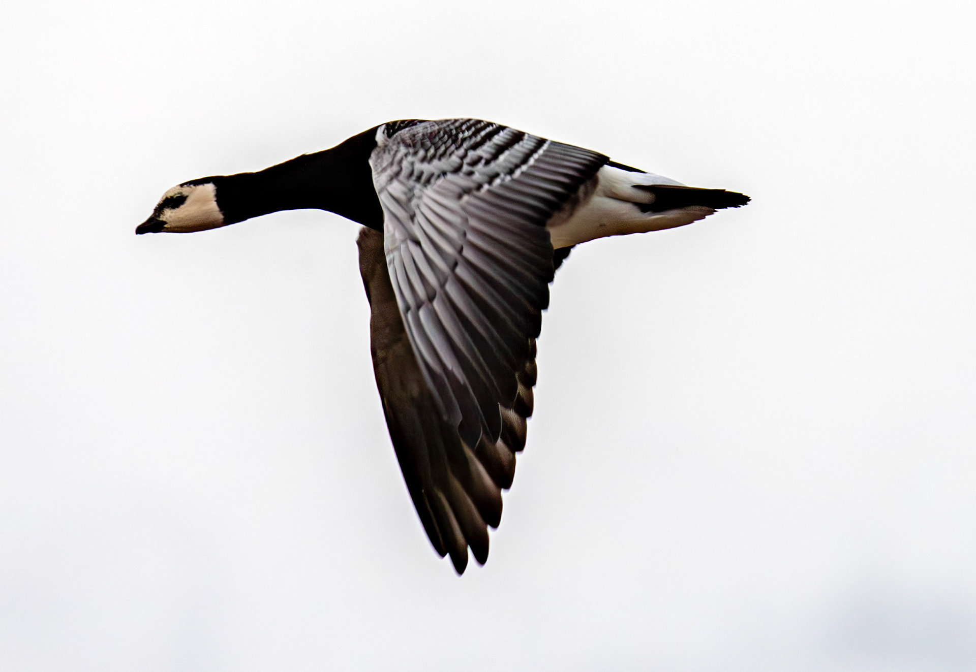 Barnacle Geese: The Island of Islay 04 March 2025