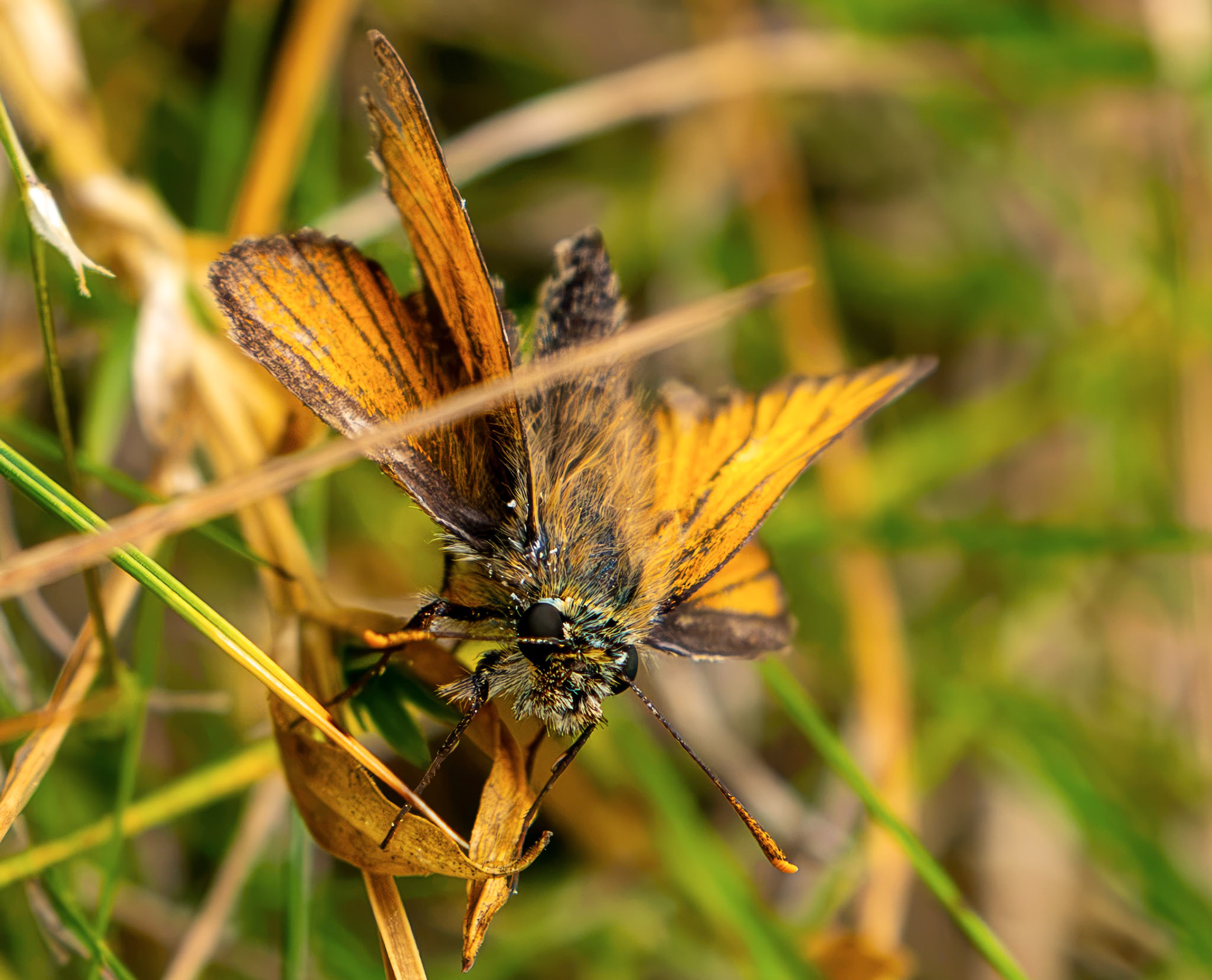 Small Skipper (Thymelicus sylvestris) Harperrig 14 July 2026