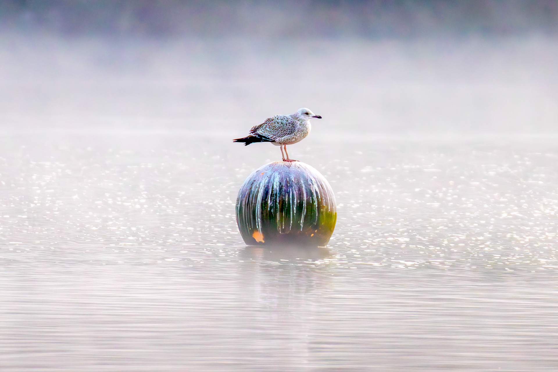 Gull in the mist - Hogganfield Loch 19 March 2025
