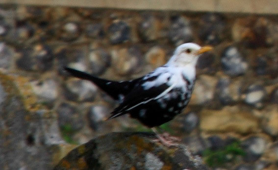 ThatchamPlease see my other Photographs at: http://www.jamespdeans.co.uk/