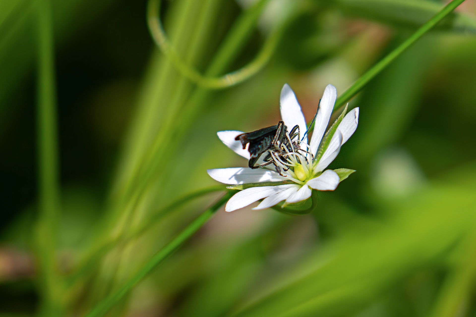False Blister beetle (Oedemera virescens) at The Knock, Bathgate Hills 20 June 2026