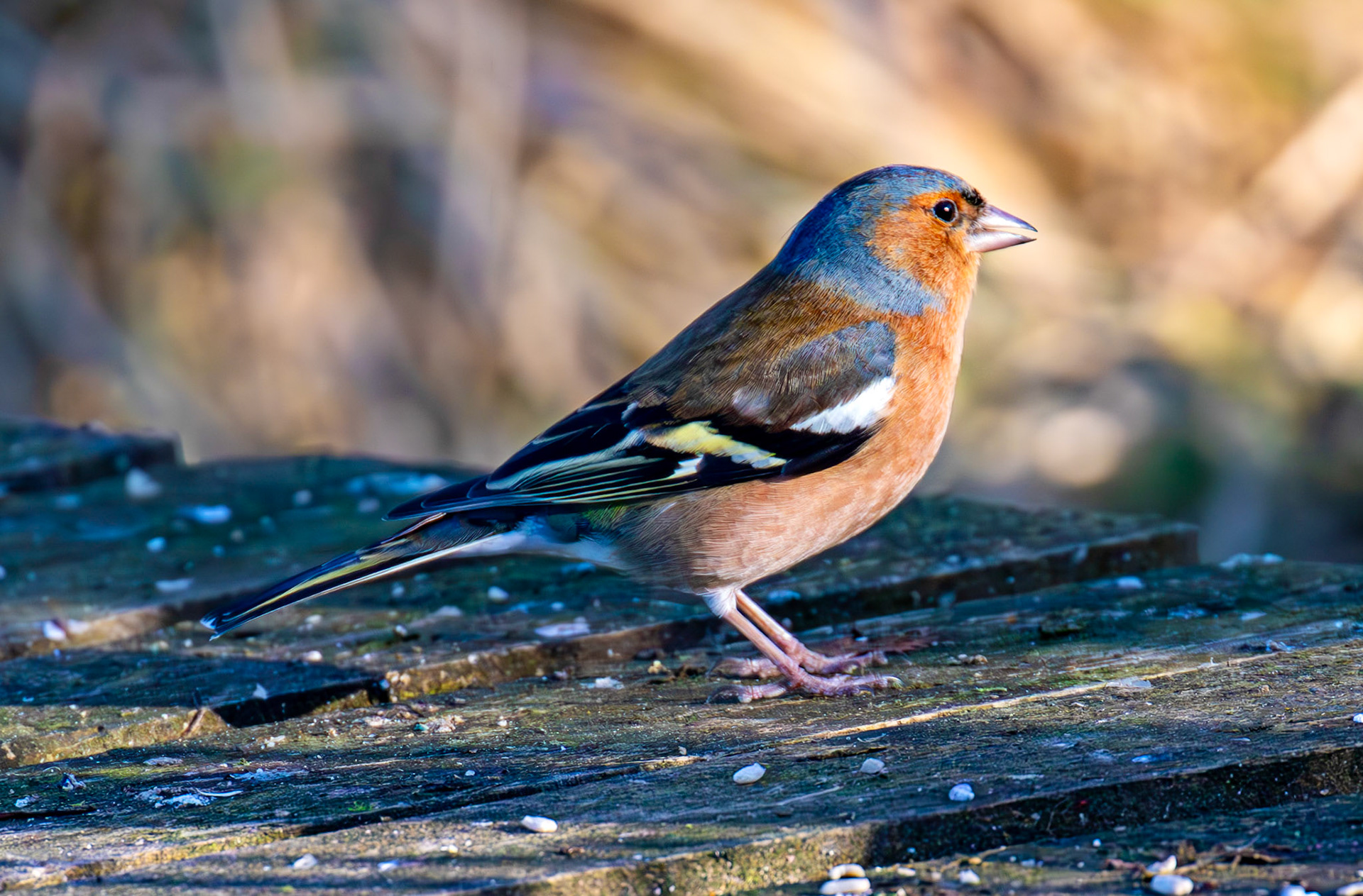 Chaffinch at Bavelaw 30 January 2025