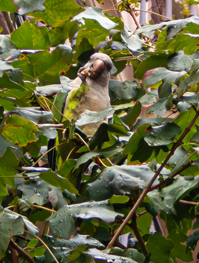 Monk Parakeet - Barcelona 13 Sep 2025