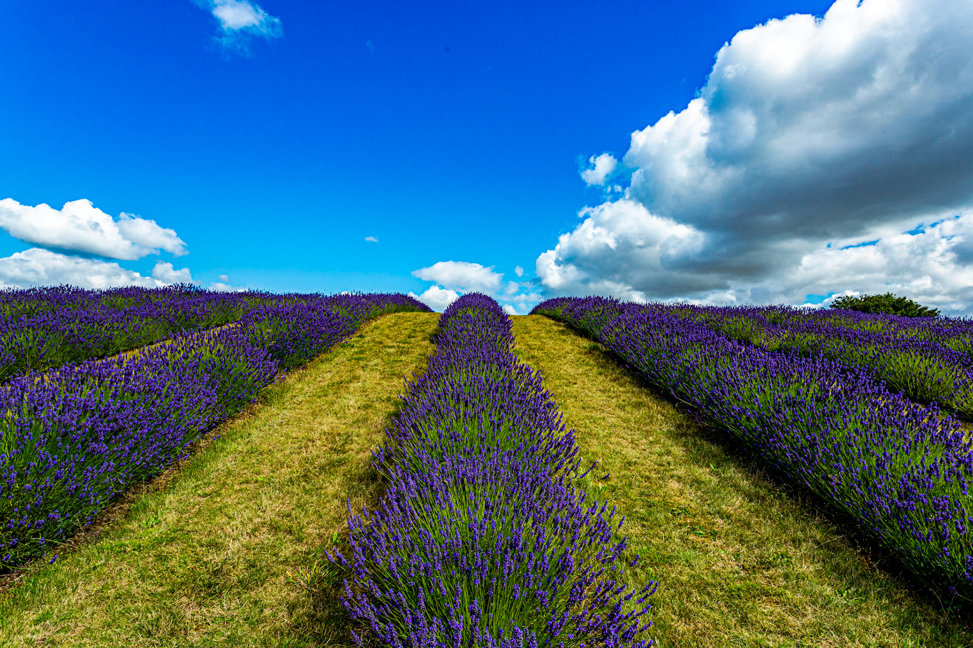 I spent an amazing few hours at Scottish Lavender Oils. They are so dedicated to nature and not to profit!