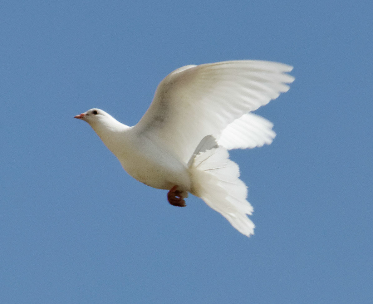Warwick CastlePlease see my other Photographs at: http://www.jamespdeans.co.uk/