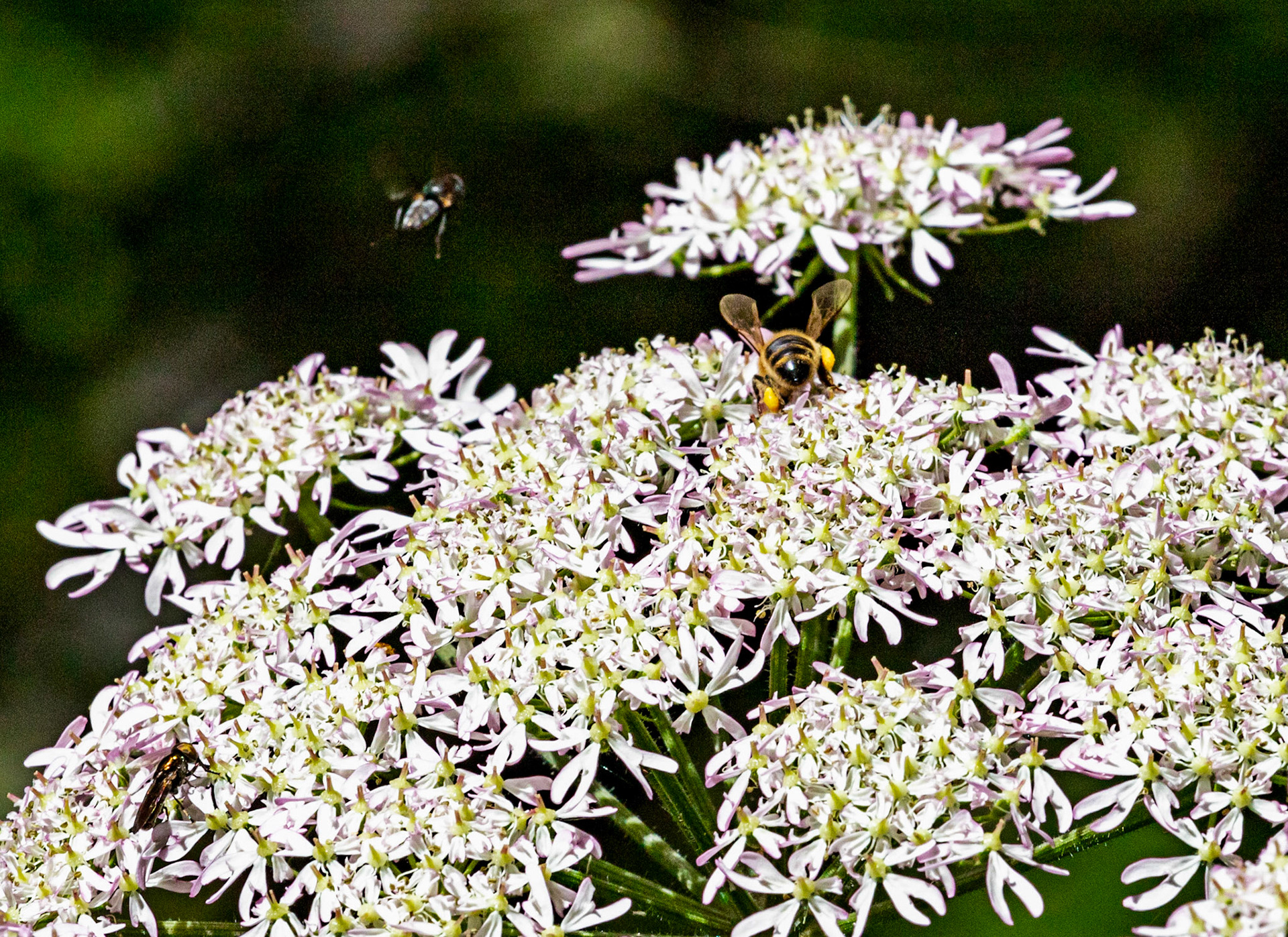 Insects in Livingston 08 July 2024