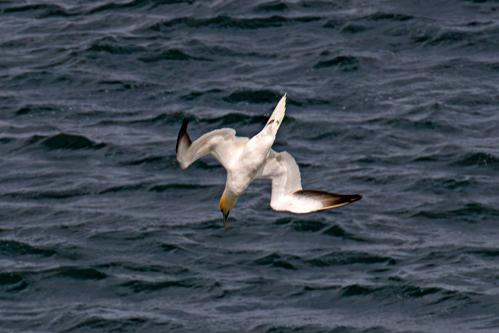 Northern Gannet diving - Tantallon Castle 04 July 2026