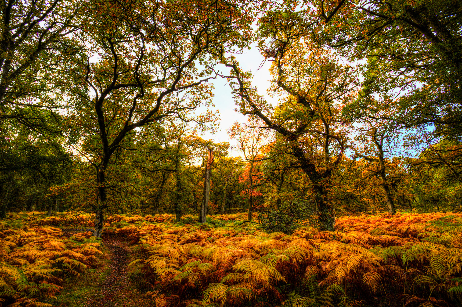 Kinclaven Bluebell Woods. Autumnal Tour around Perthshire 19 October 2024