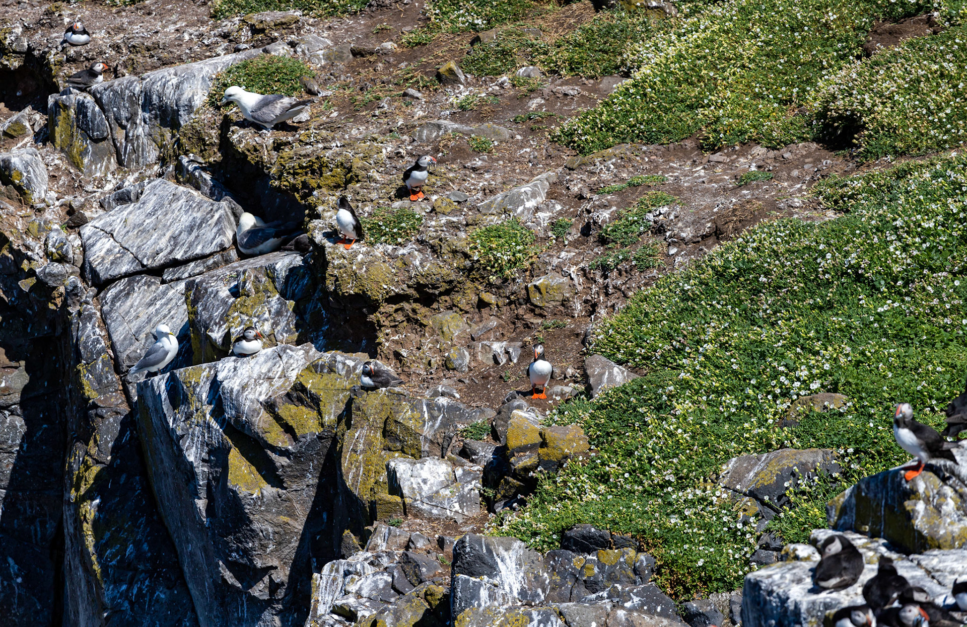 Puffin - Isle of May - 04 June 2022