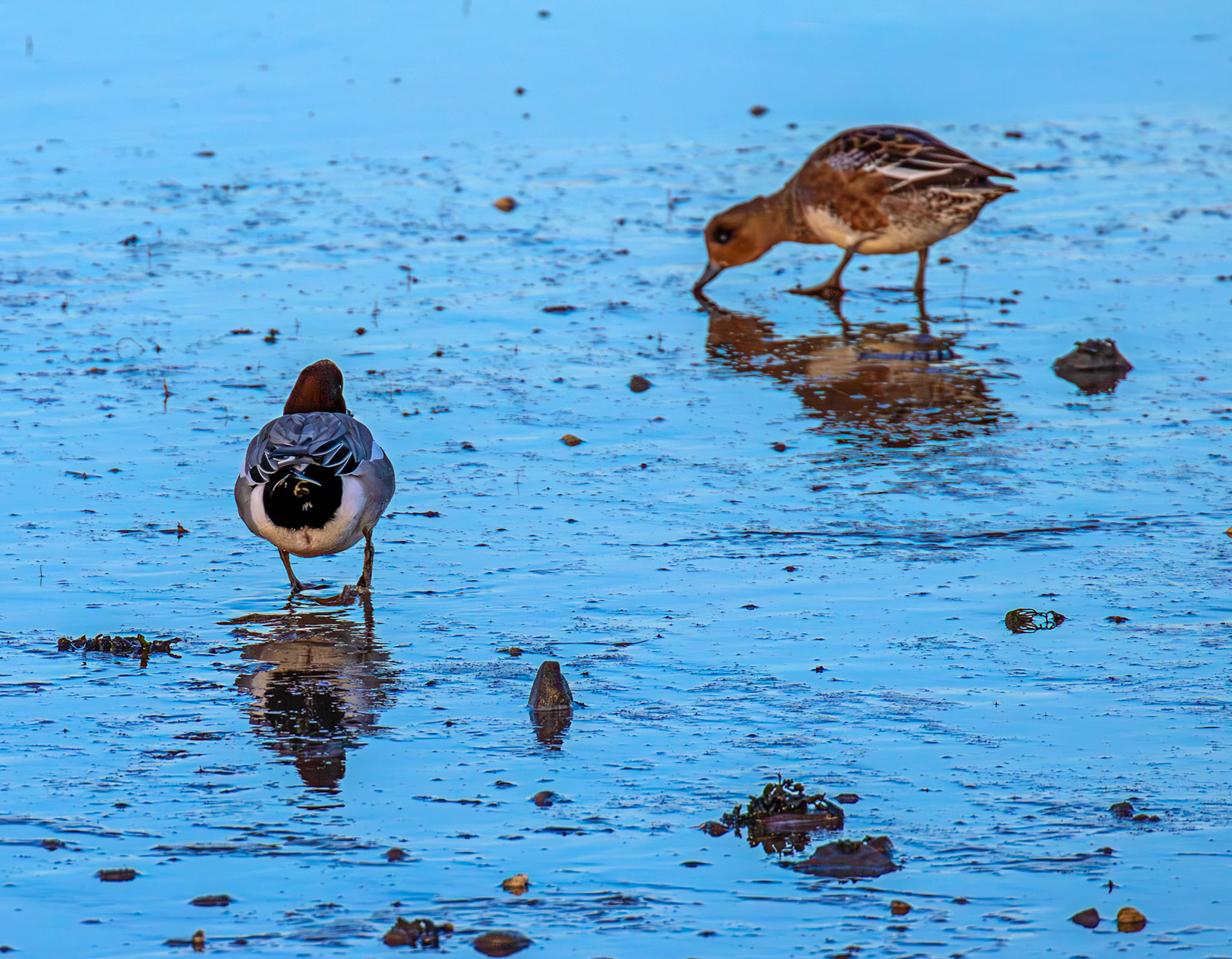 Wigeon at Aberlady, East Lothian - 05 February 2025
