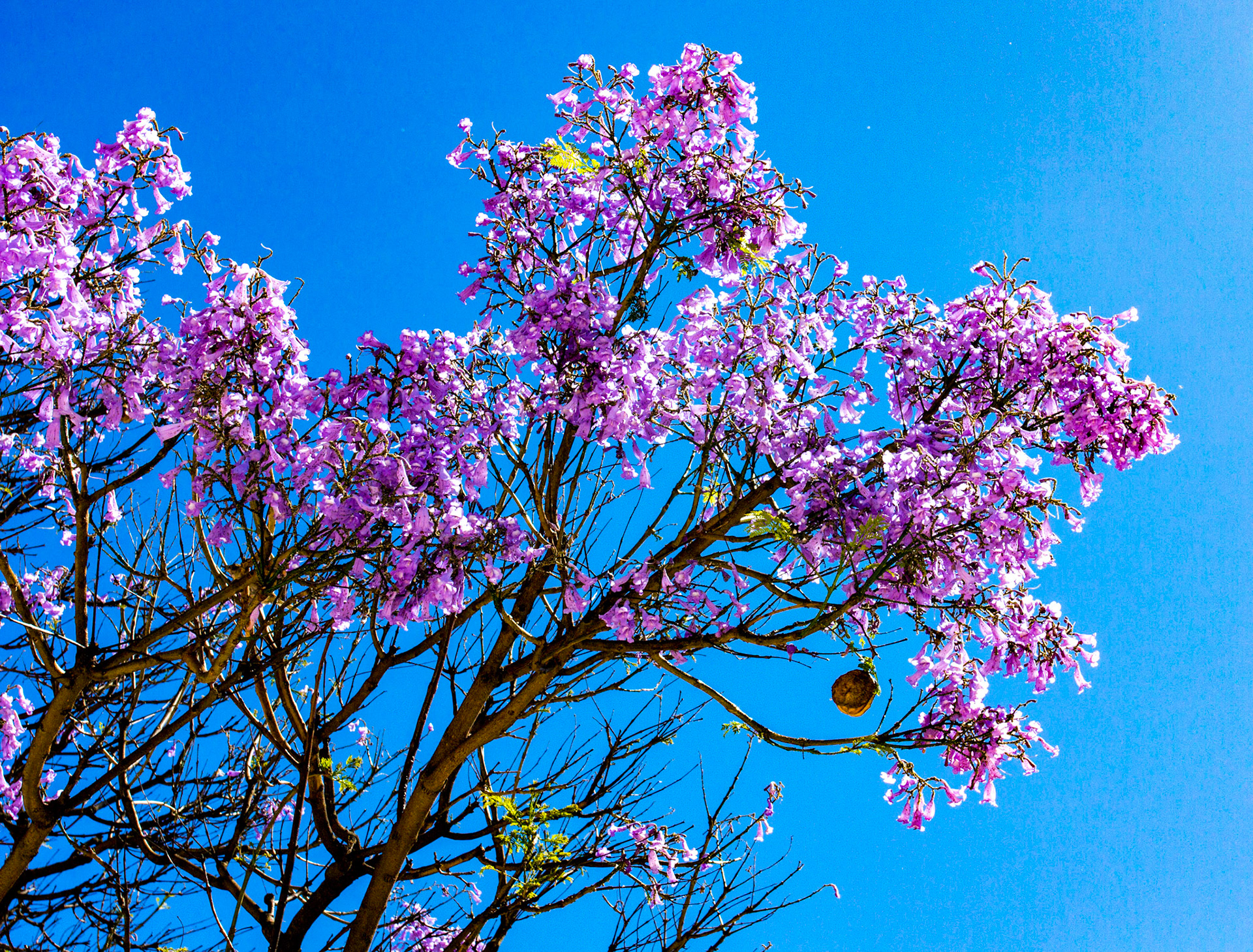 Jackaranda in Tavira
