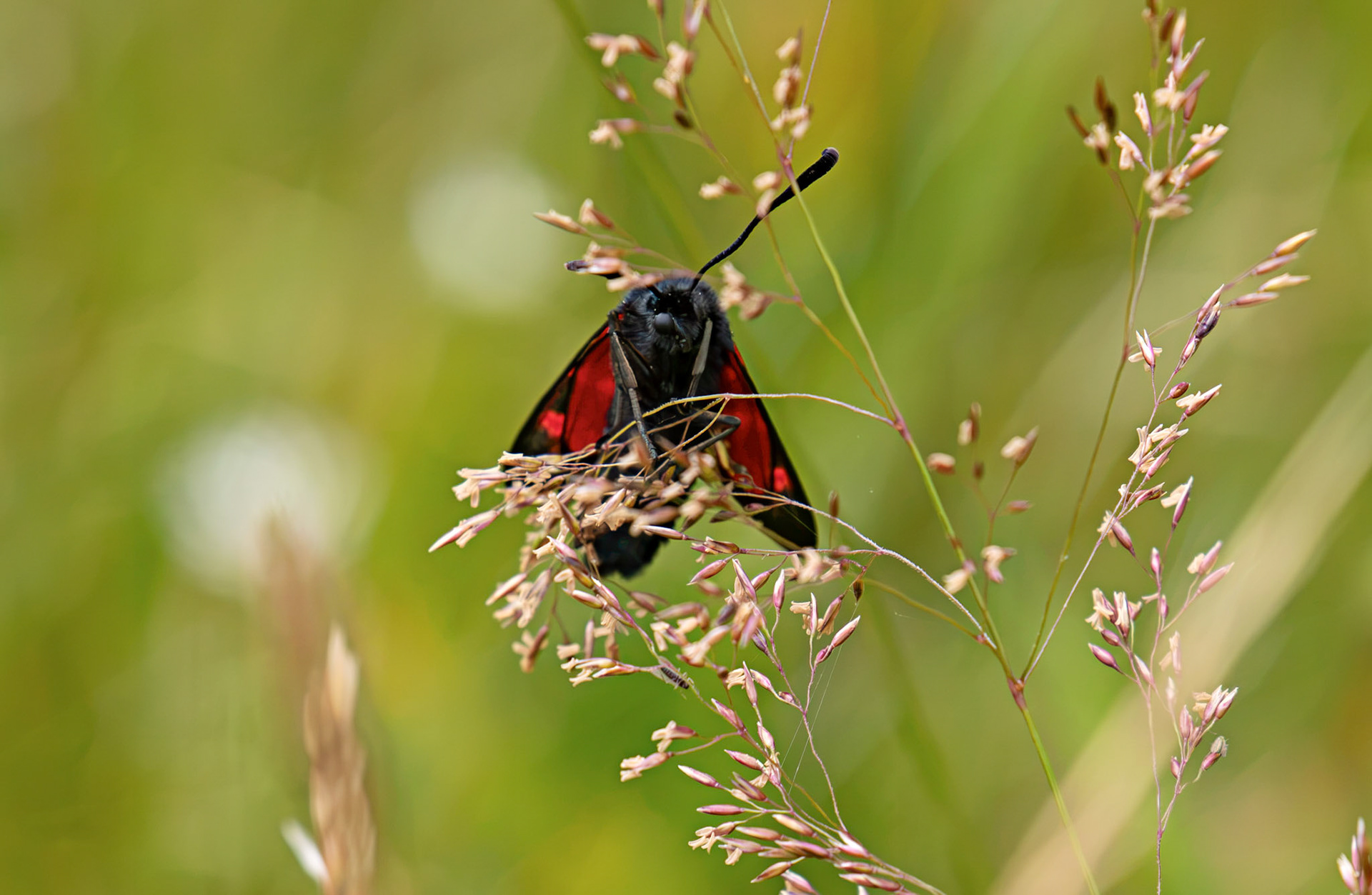Six-spot burnet moth (Zygaena filipendulae) - Harperrig 14 July 2026