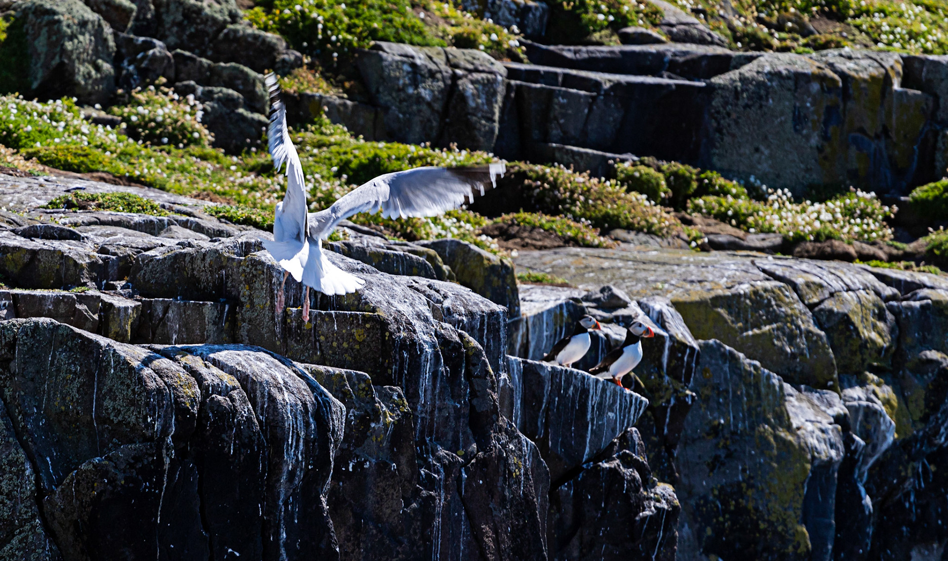 Puffin - Isle of May - 04 June 2022