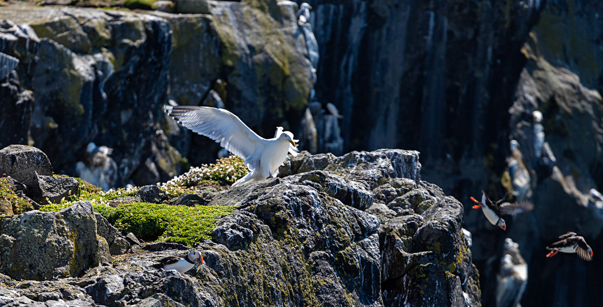 Puffin - Isle of May - 04 June 2022