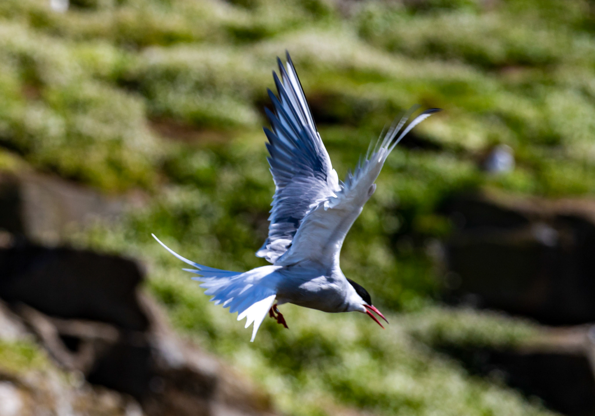 Isle of May - 04 June 2022