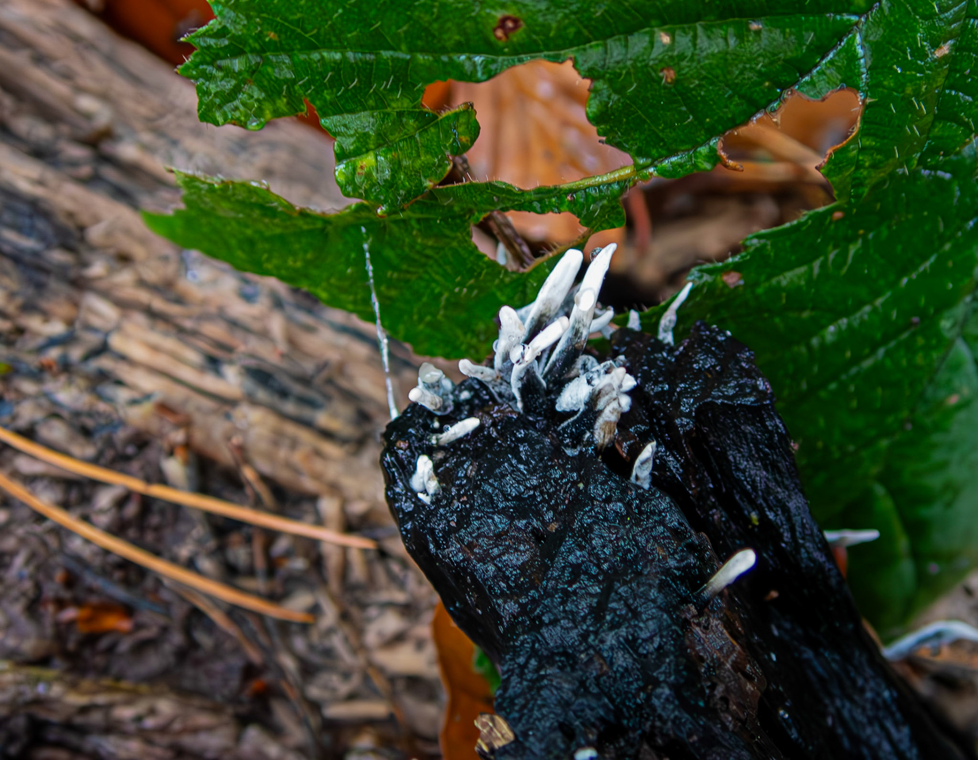 candlesnuff fungus (Xylaria hypoxylon) Deans Woods 08 November 2025